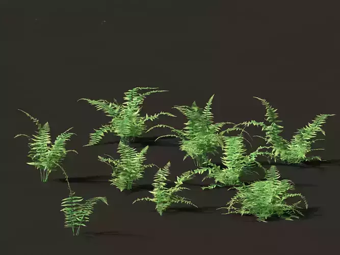 Microlepia strigosa -hay-scented fern 01