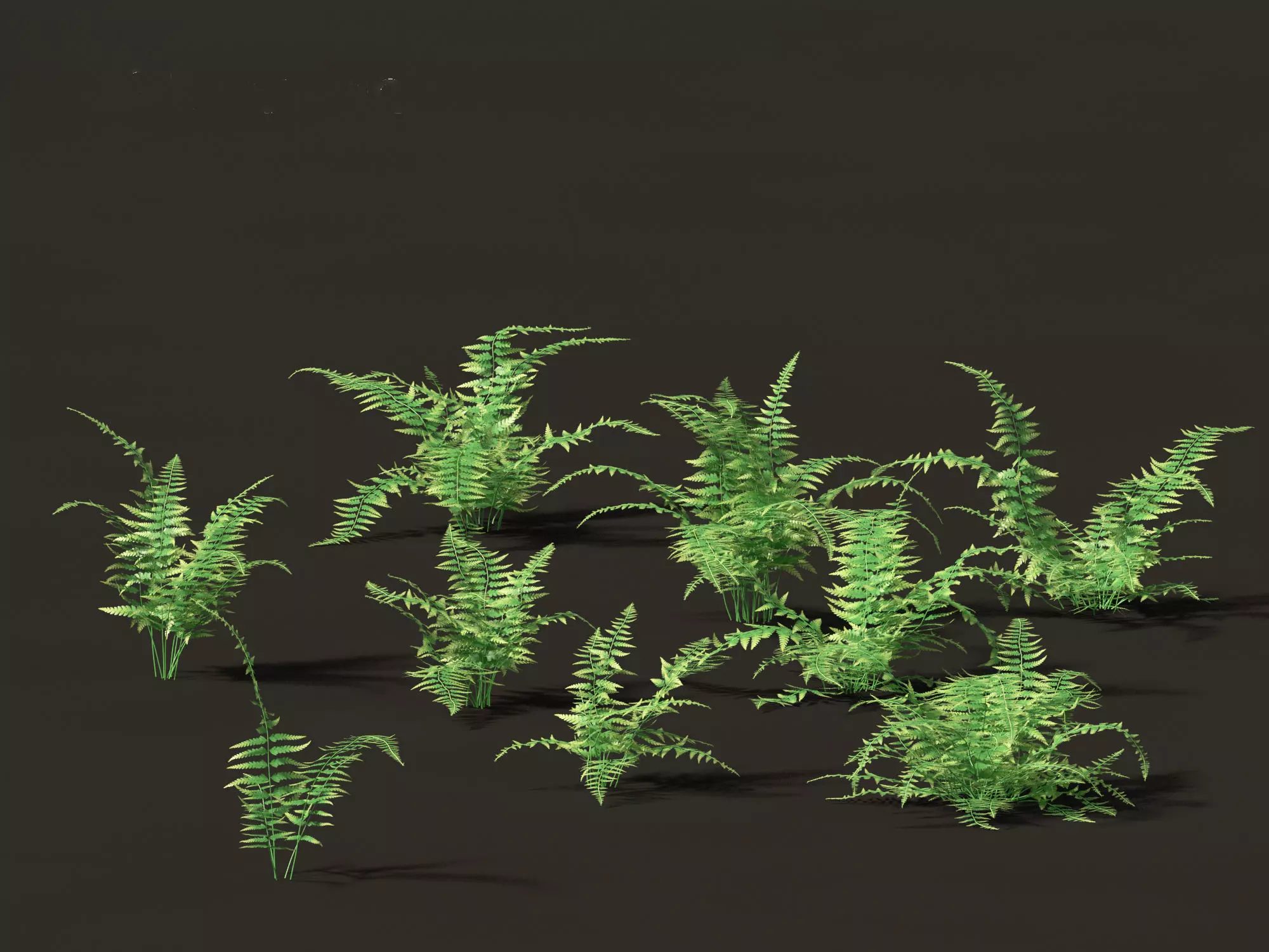 Microlepia strigosa -hay-scented fern 01 3D model_0