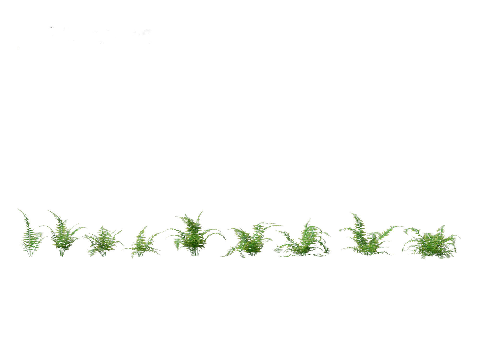 Microlepia strigosa -hay-scented fern 01 3D model_7