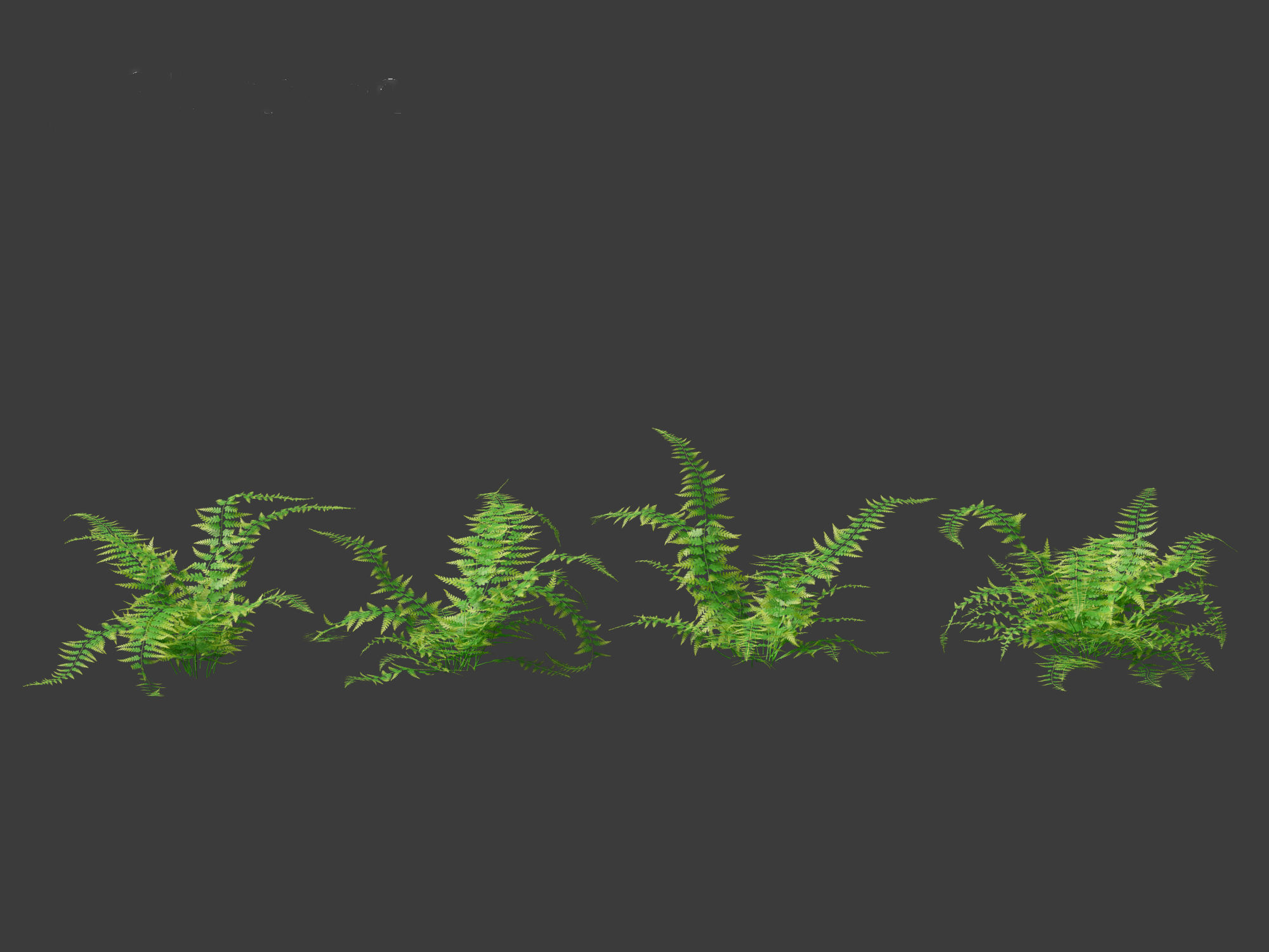Microlepia strigosa -hay-scented fern 01 3D model_11