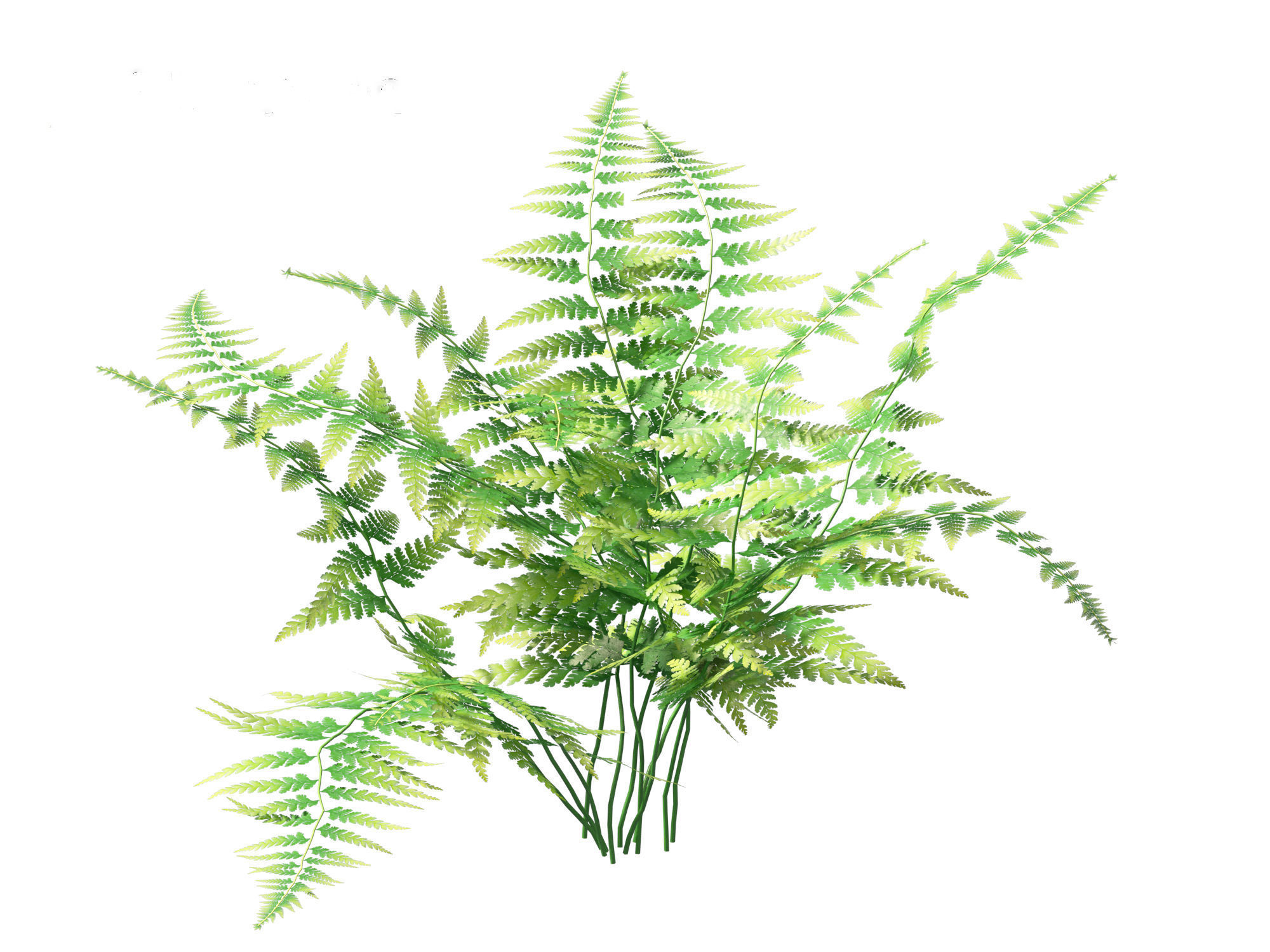 Microlepia strigosa -hay-scented fern 01 3D model_5
