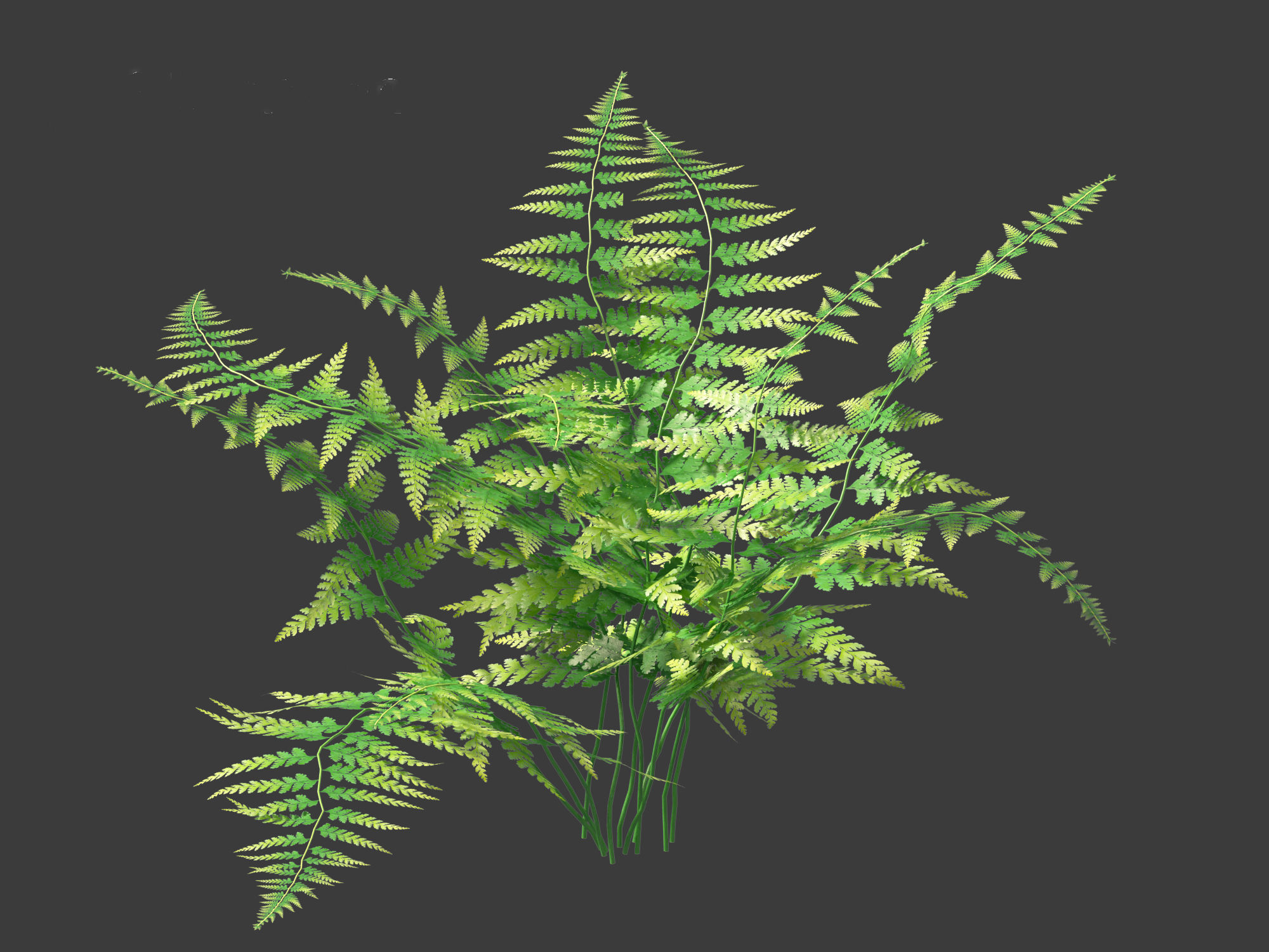 Microlepia strigosa -hay-scented fern 01 3D model_6