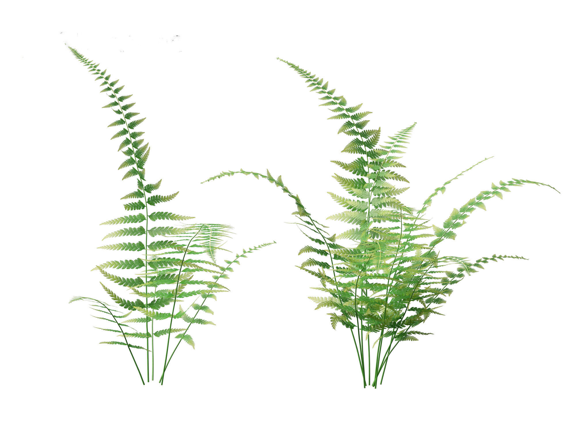 Microlepia strigosa -hay-scented fern 01 3D model_4