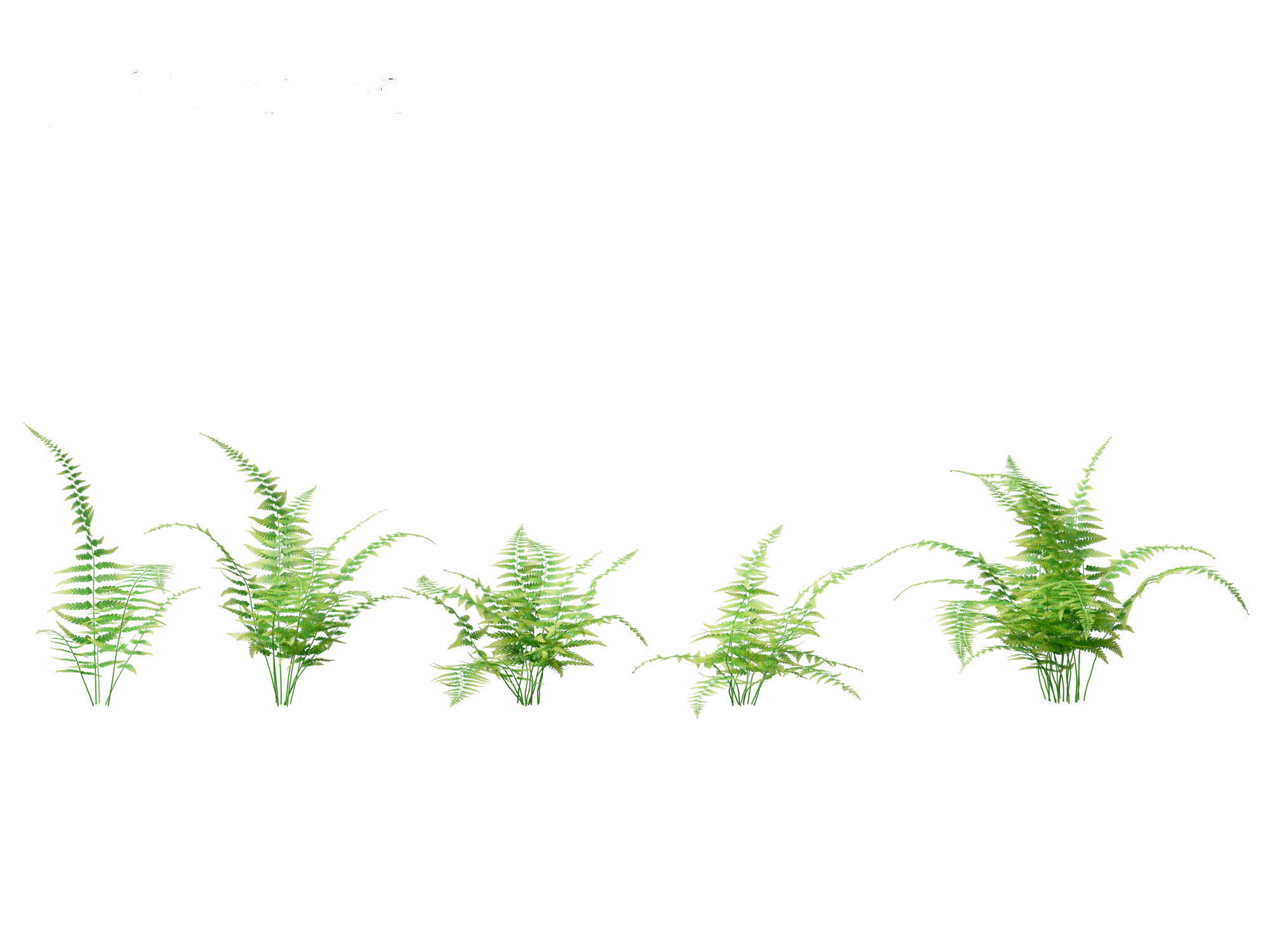 Microlepia strigosa -hay-scented fern 01 3D model_8