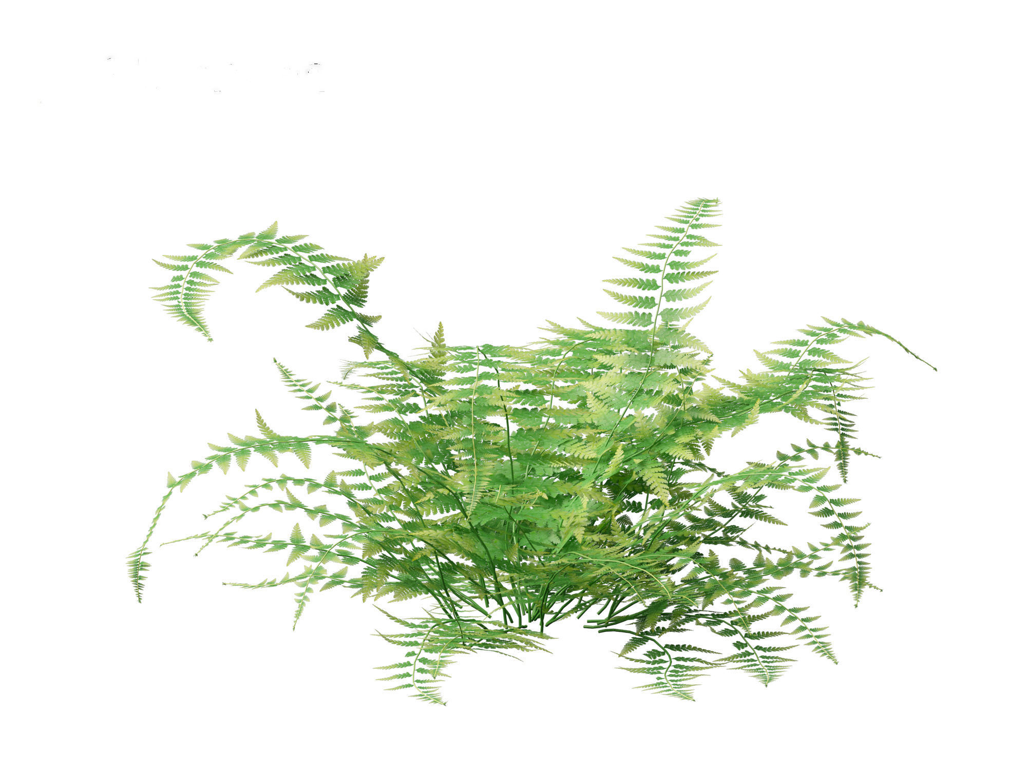 Microlepia strigosa -hay-scented fern 01 3D model_12