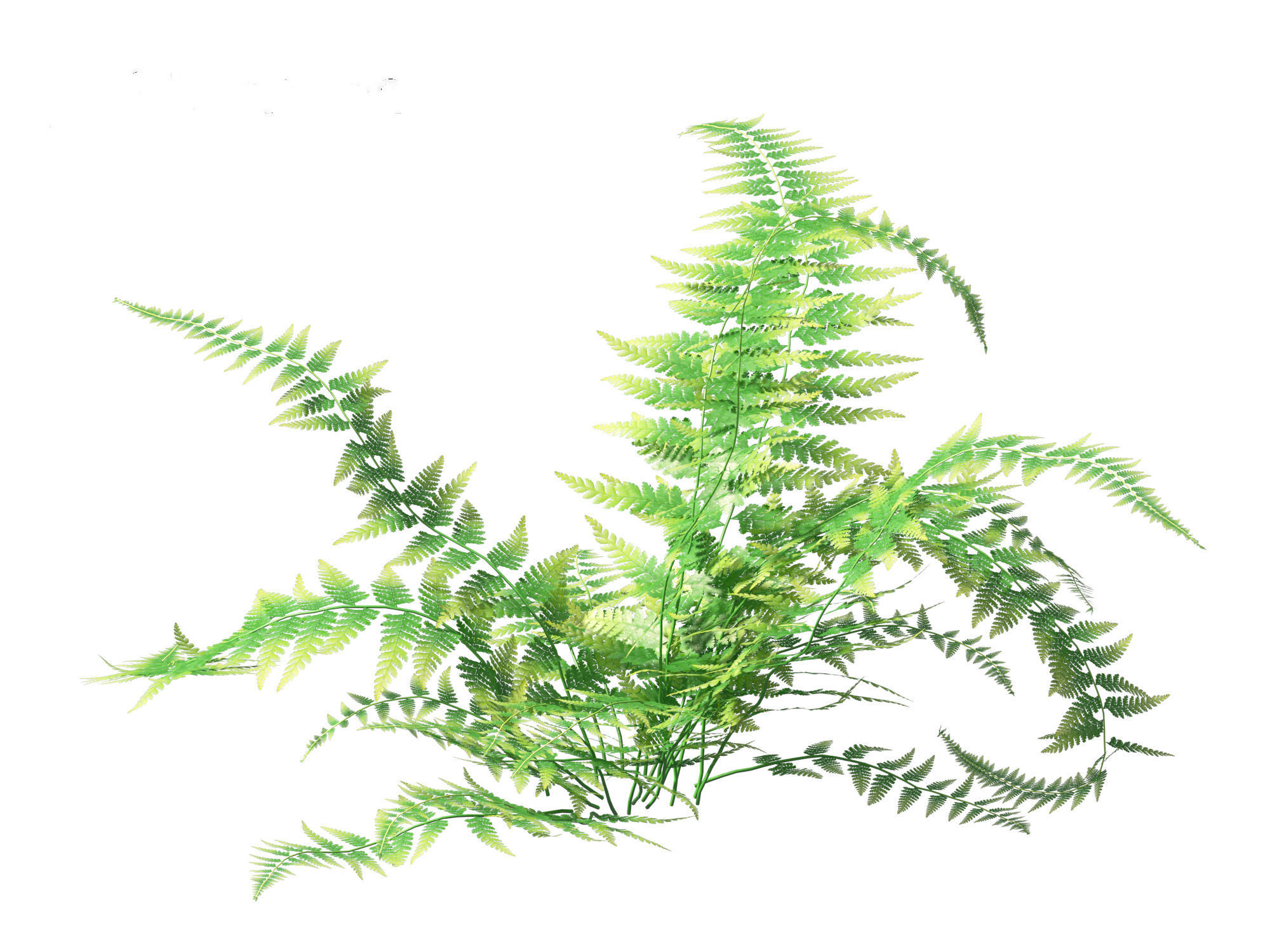 Microlepia strigosa -hay-scented fern 01 3D model_14