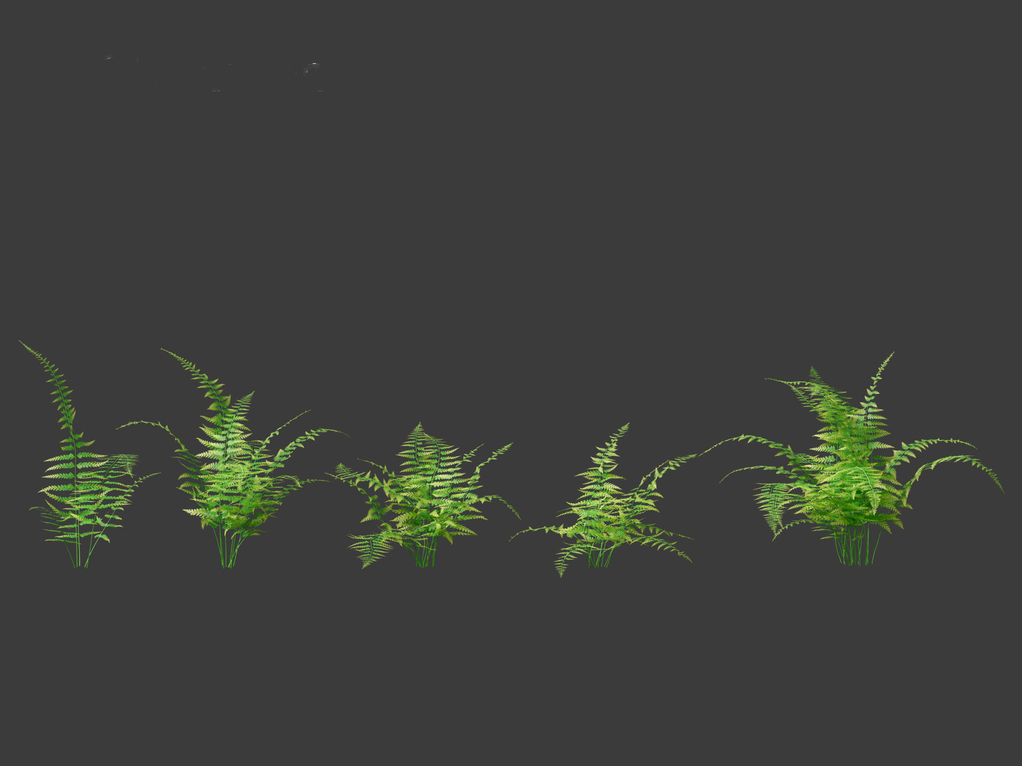 Microlepia strigosa -hay-scented fern 01 3D model_9