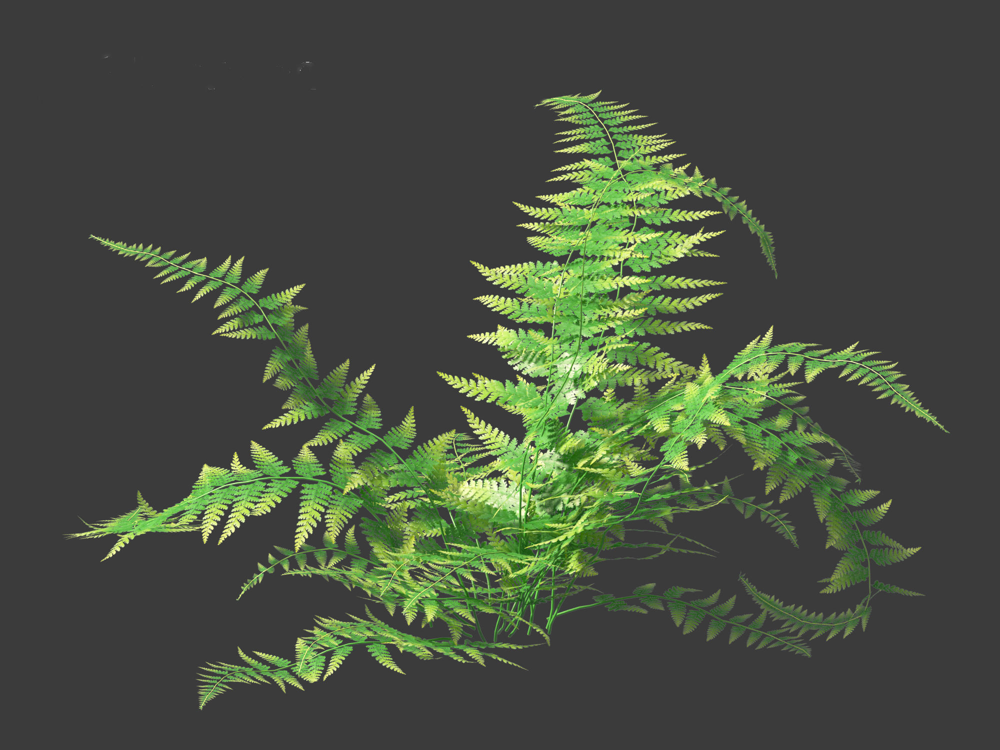 Microlepia strigosa -hay-scented fern 01 3D model_2