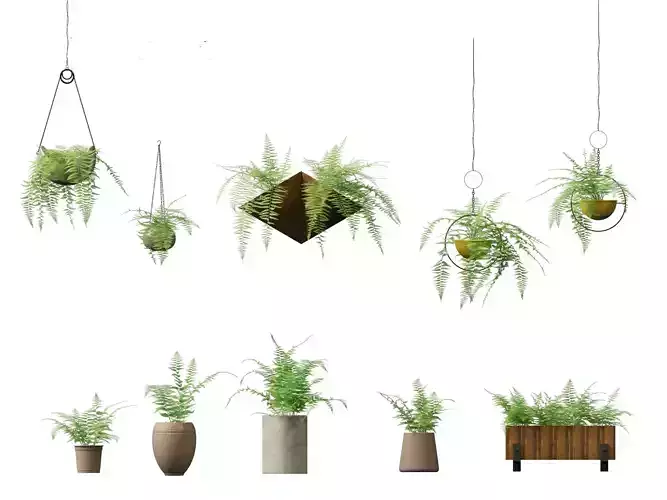 Microlepia strigosa -hay-scented fern 02