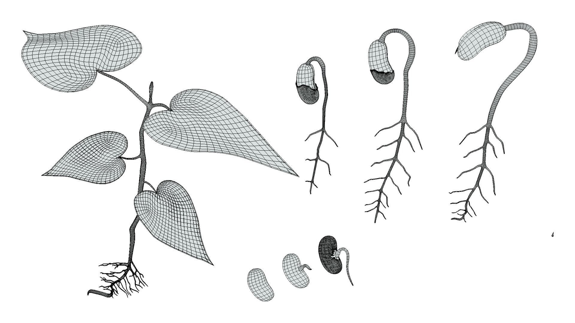Process Of Seed Germination 3D model_7