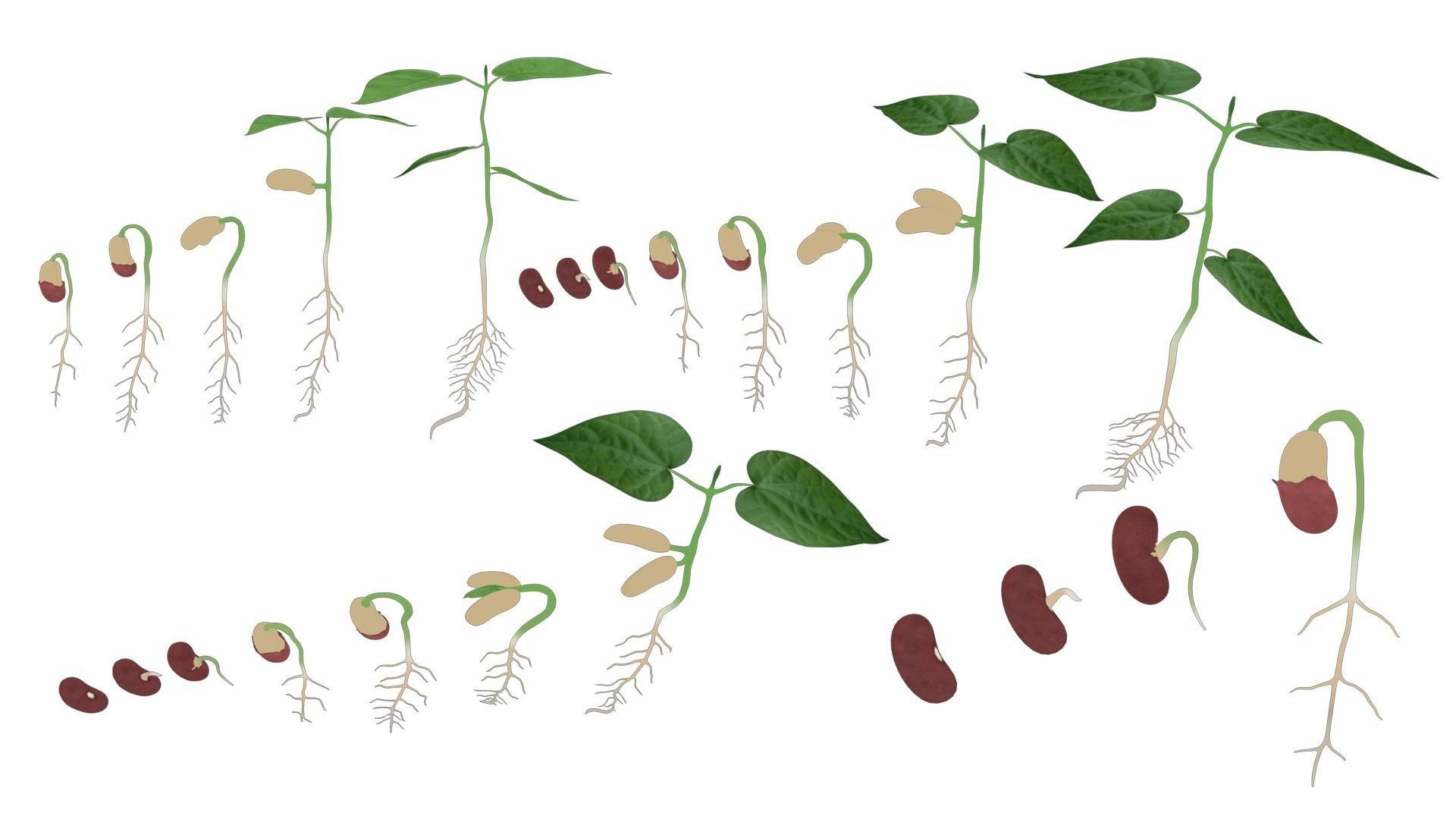 Process Of Seed Germination 3D model_4