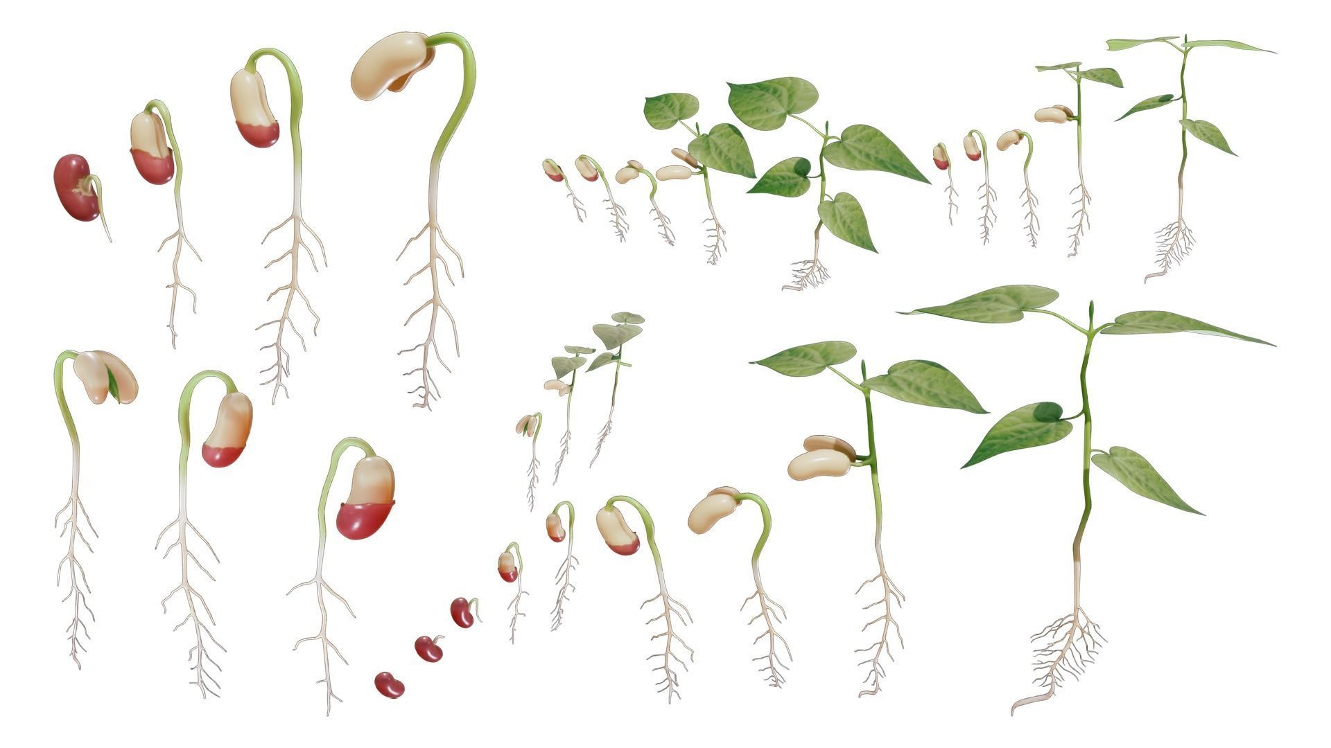 Process Of Seed Germination 3D model_2