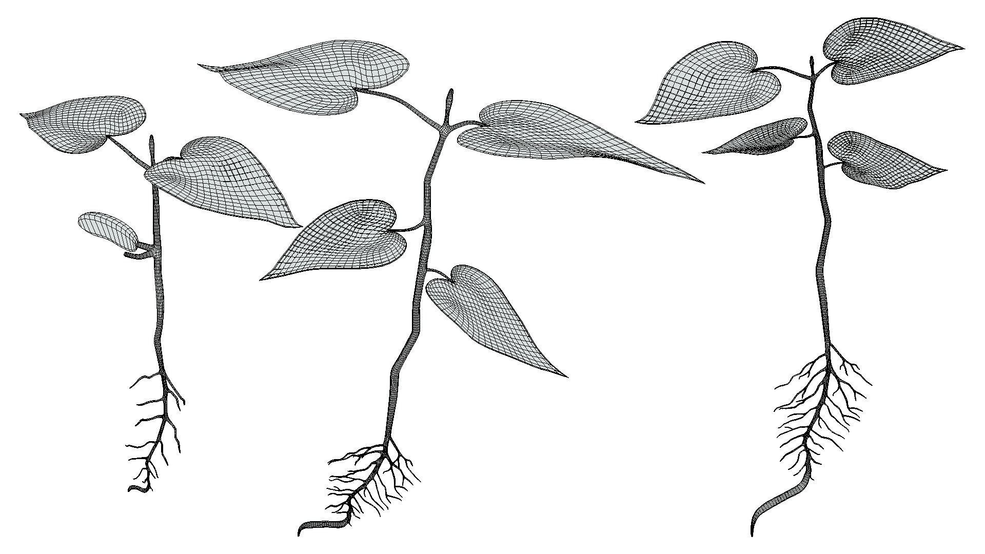 Process Of Seed Germination 3D model_8