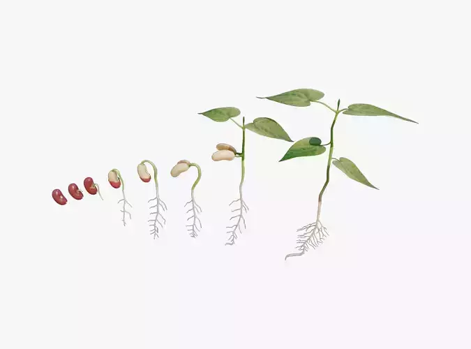 Process Of Seed Germination