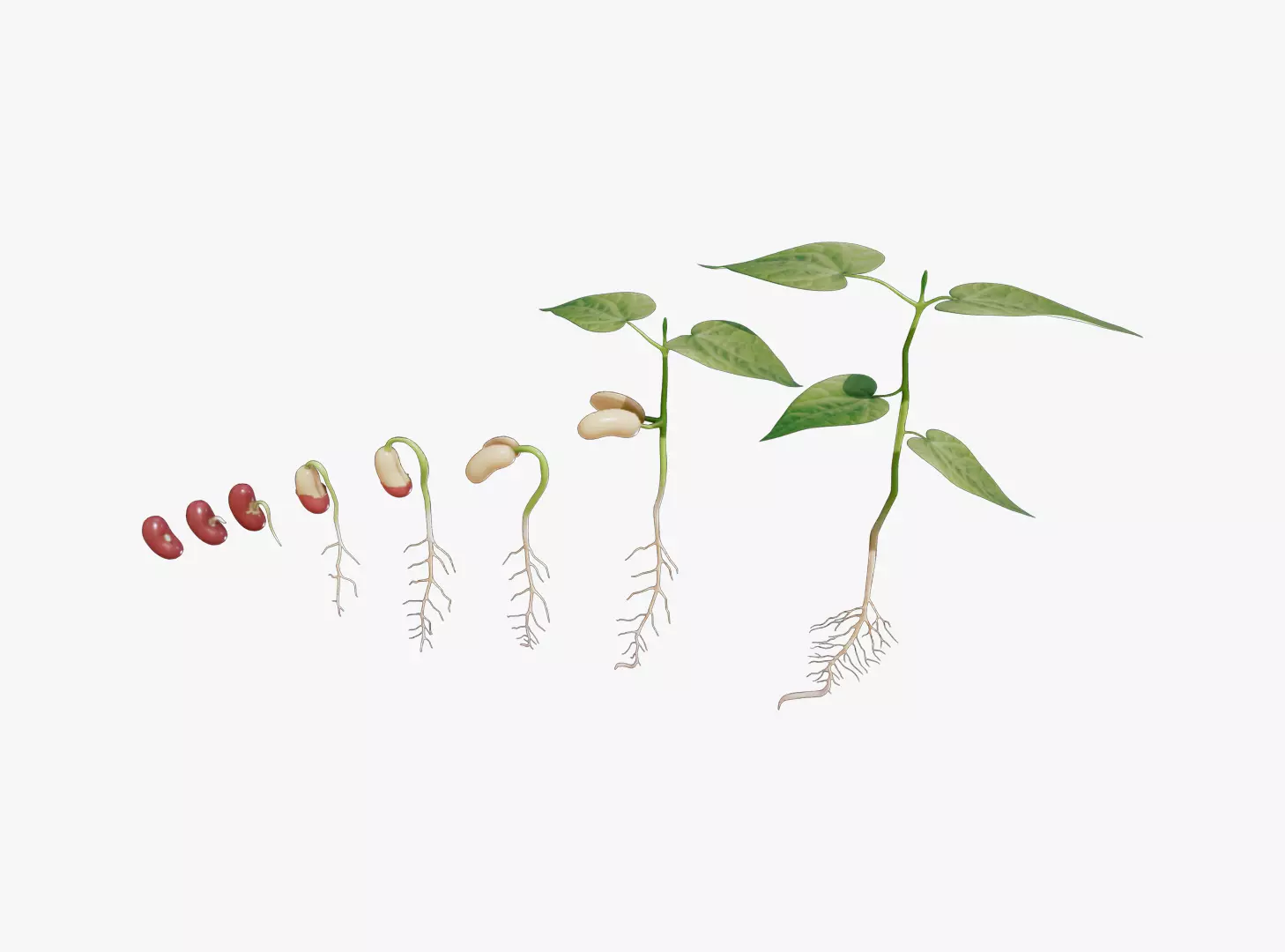 Process Of Seed Germination 3D model_0