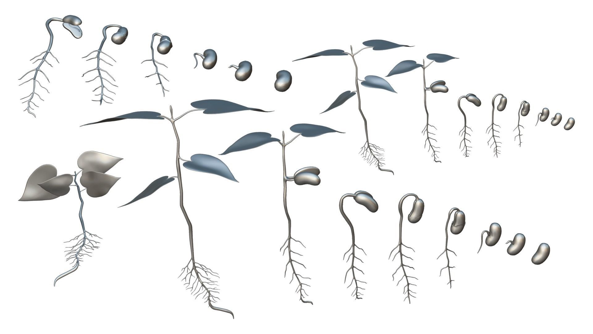 Process Of Seed Germination 3D model_5