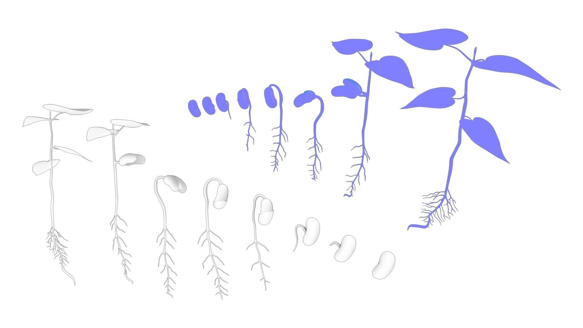 Process Of Seed Germination 3D model_6