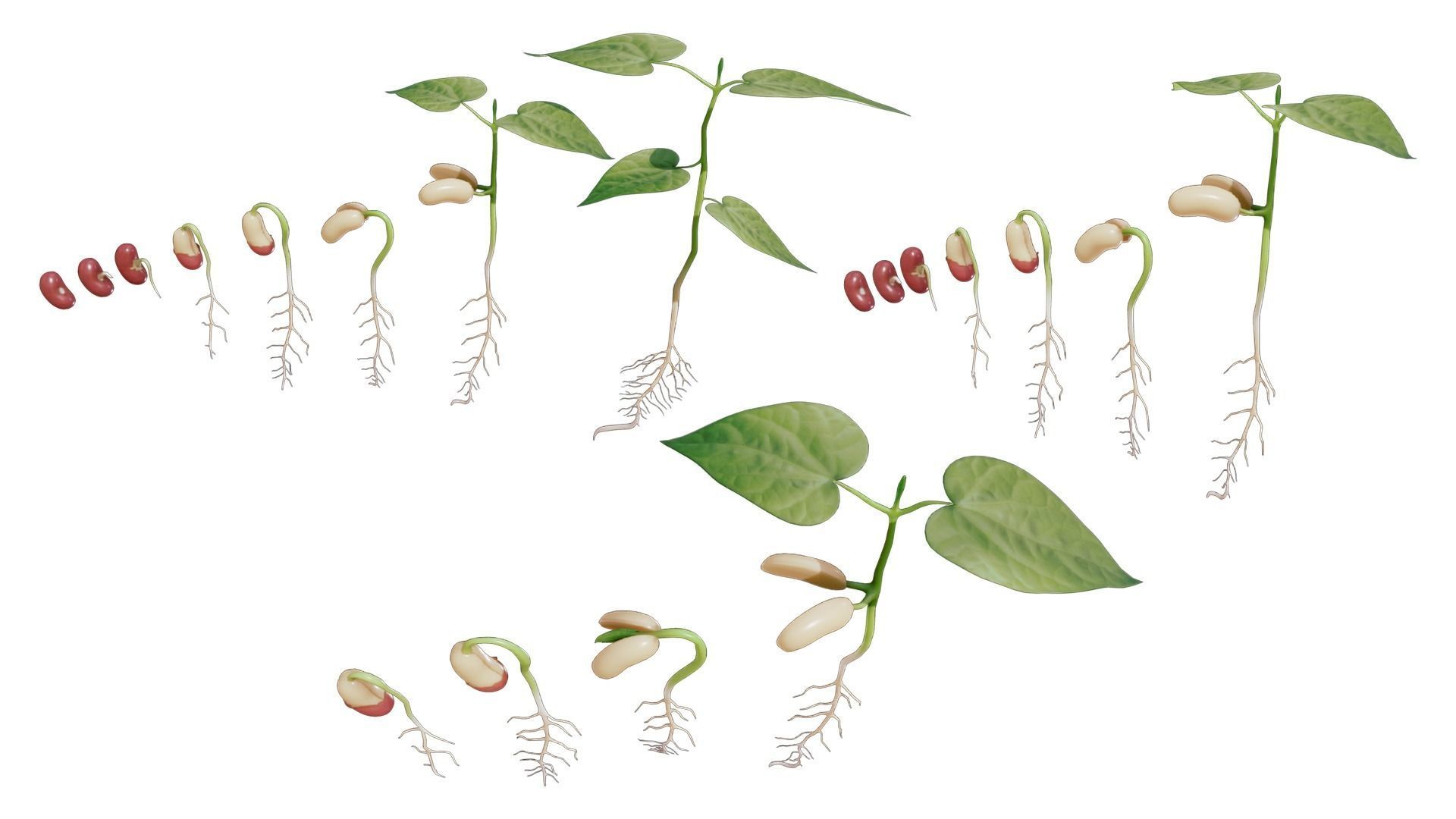 Process Of Seed Germination 3D model_3