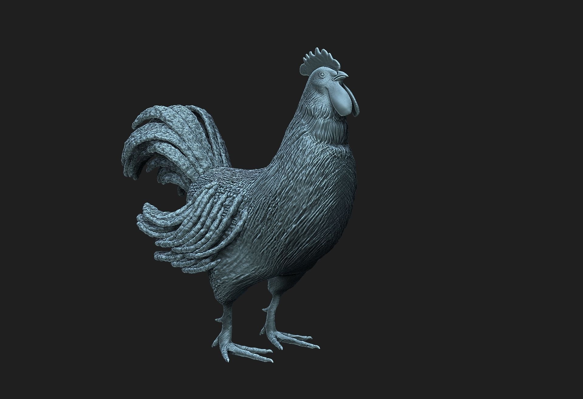 rooster 3D model_2