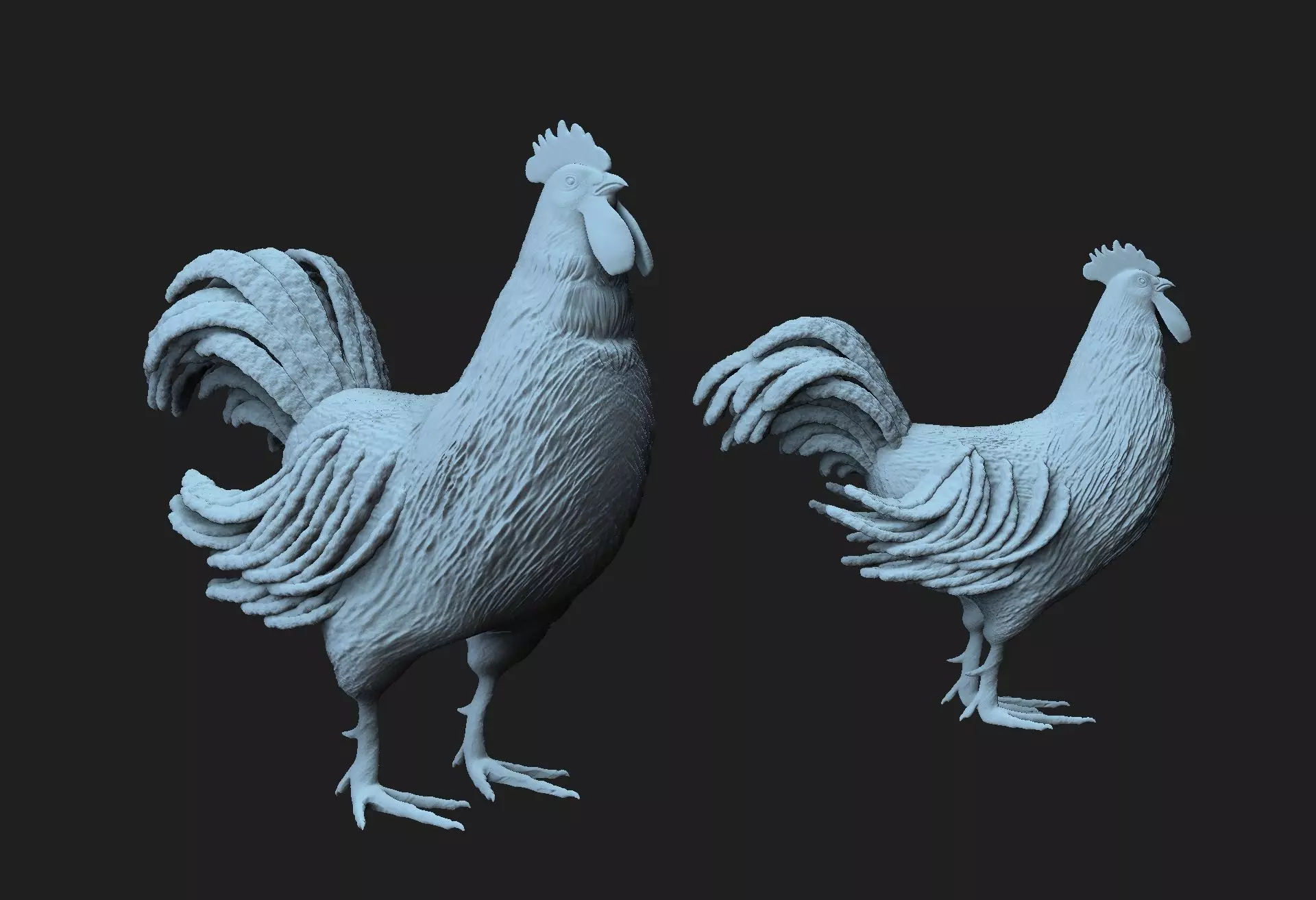 rooster 3D model_0