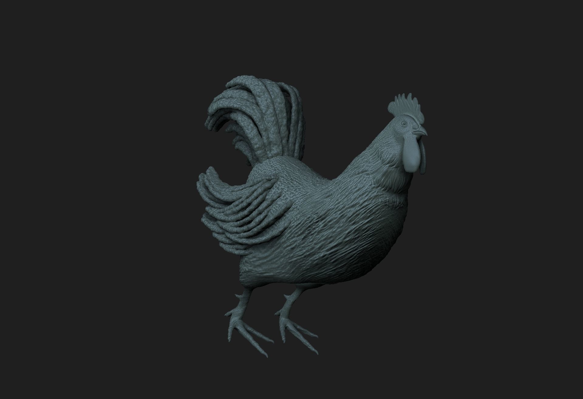rooster 3D model_5