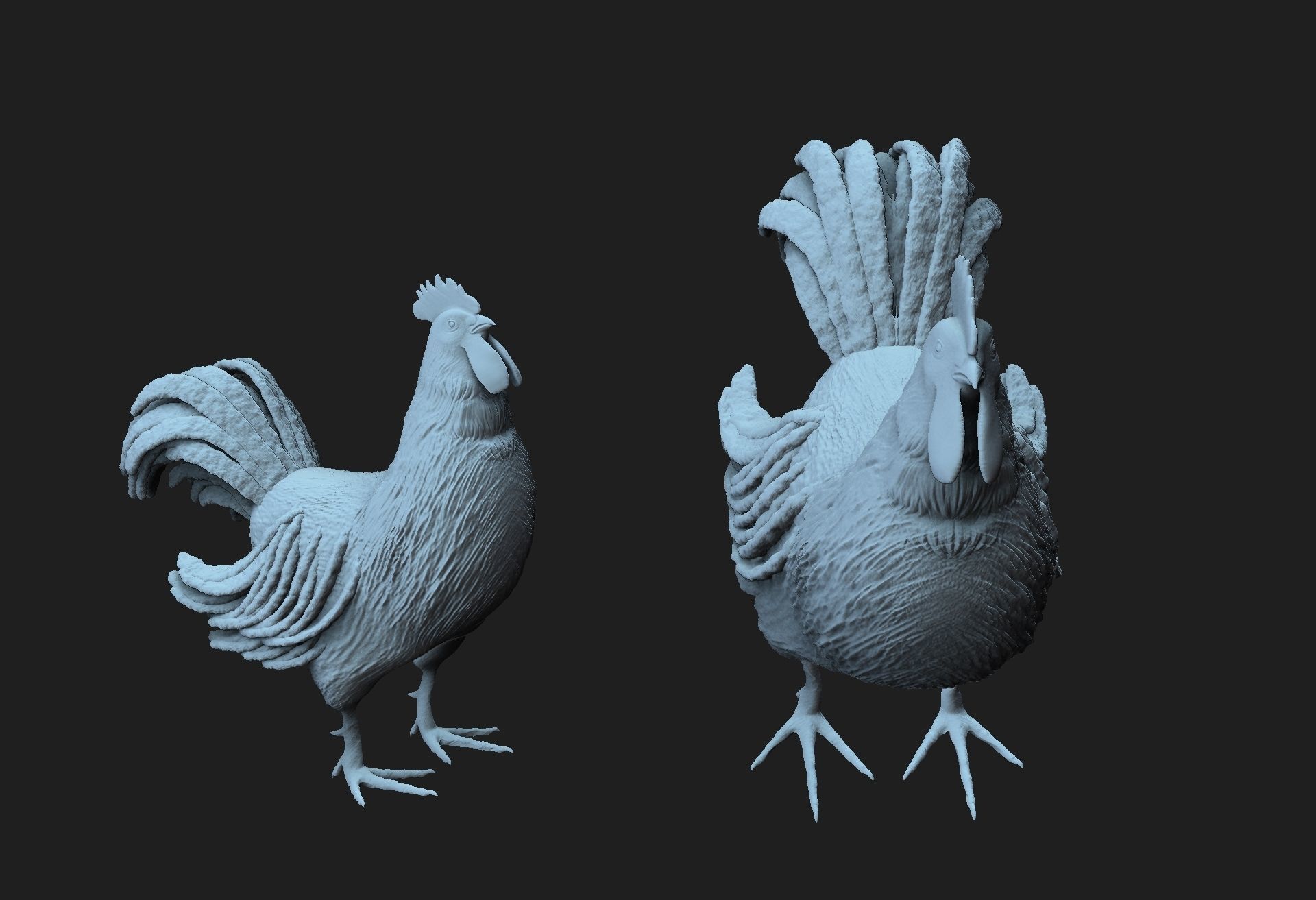 rooster 3D model_4