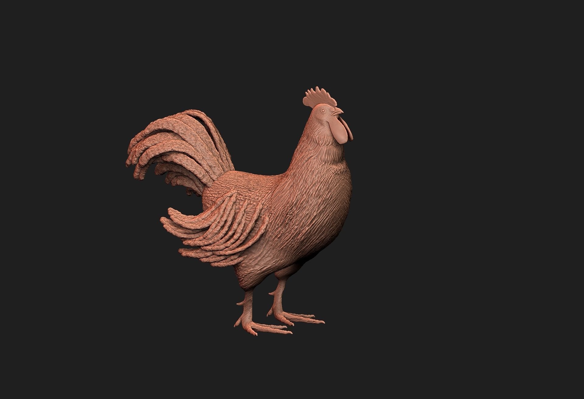 rooster 3D model_6