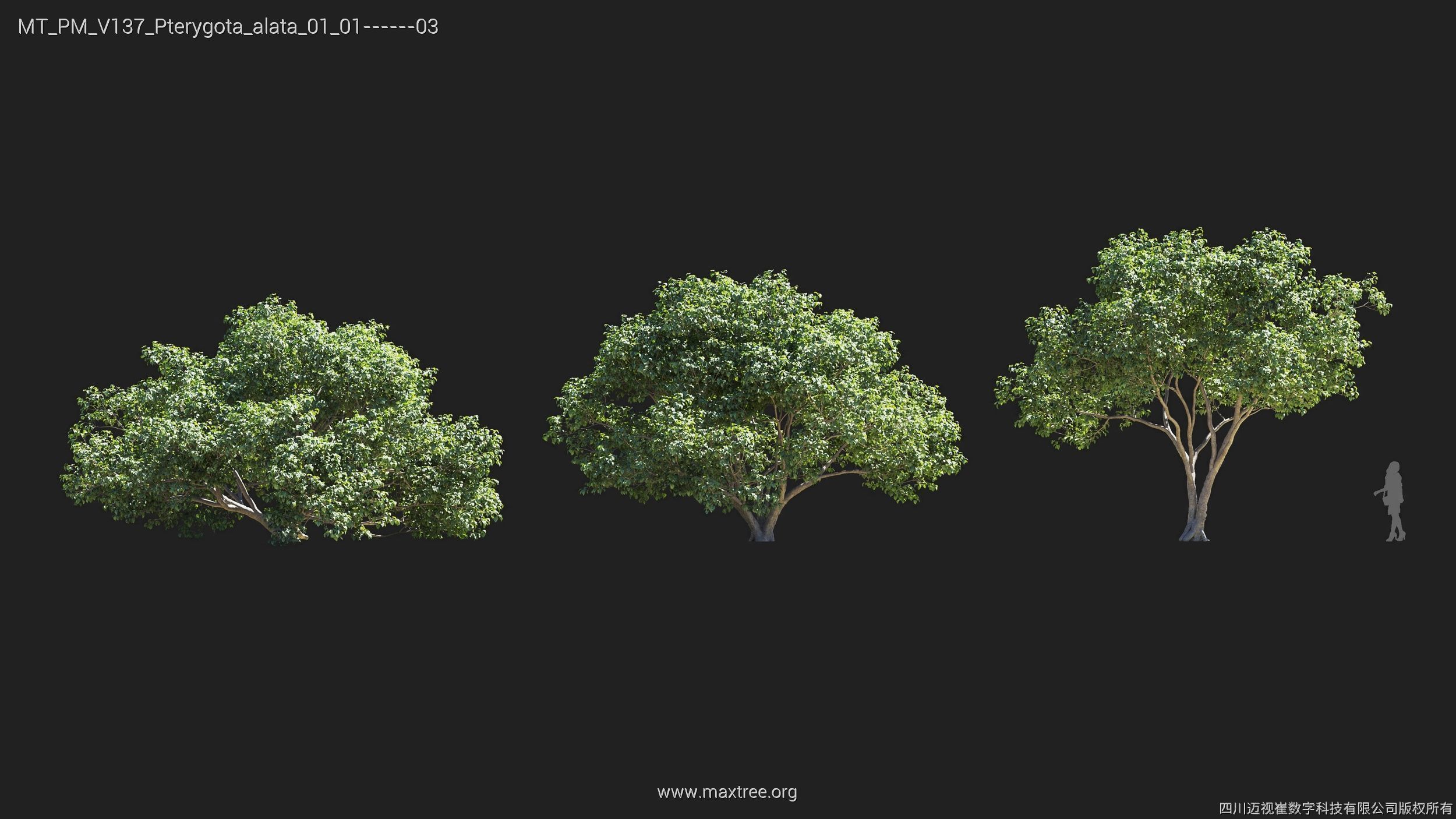 Maxtree Plant Models Vol 137 - Mesh 3D model_22