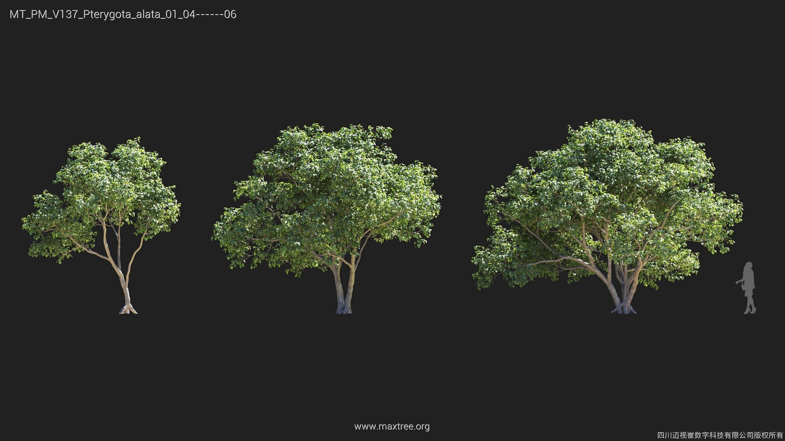 Maxtree Plant Models Vol 137 - Mesh 3D model_23