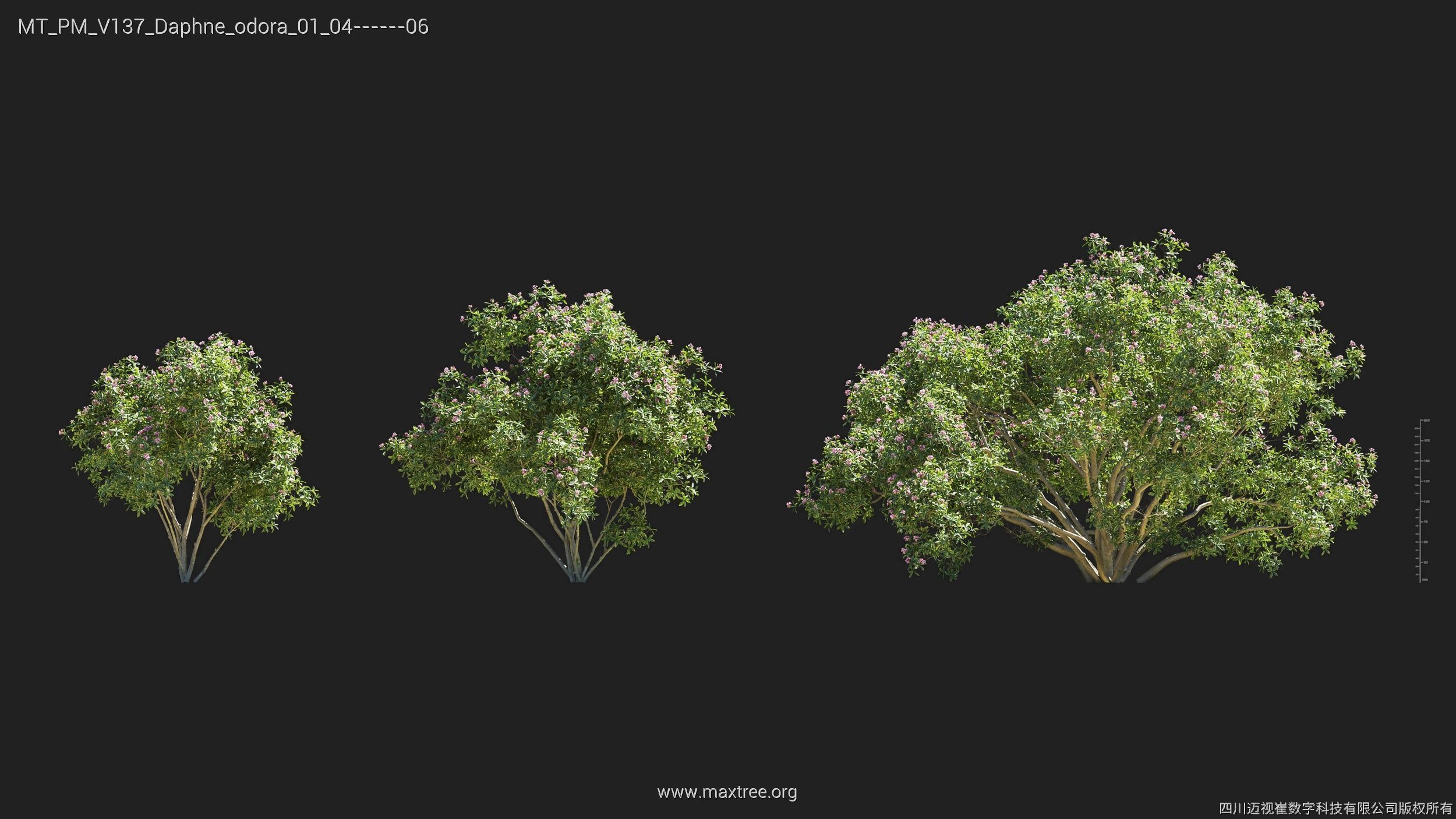 Maxtree Plant Models Vol 137 - Mesh 3D model_9