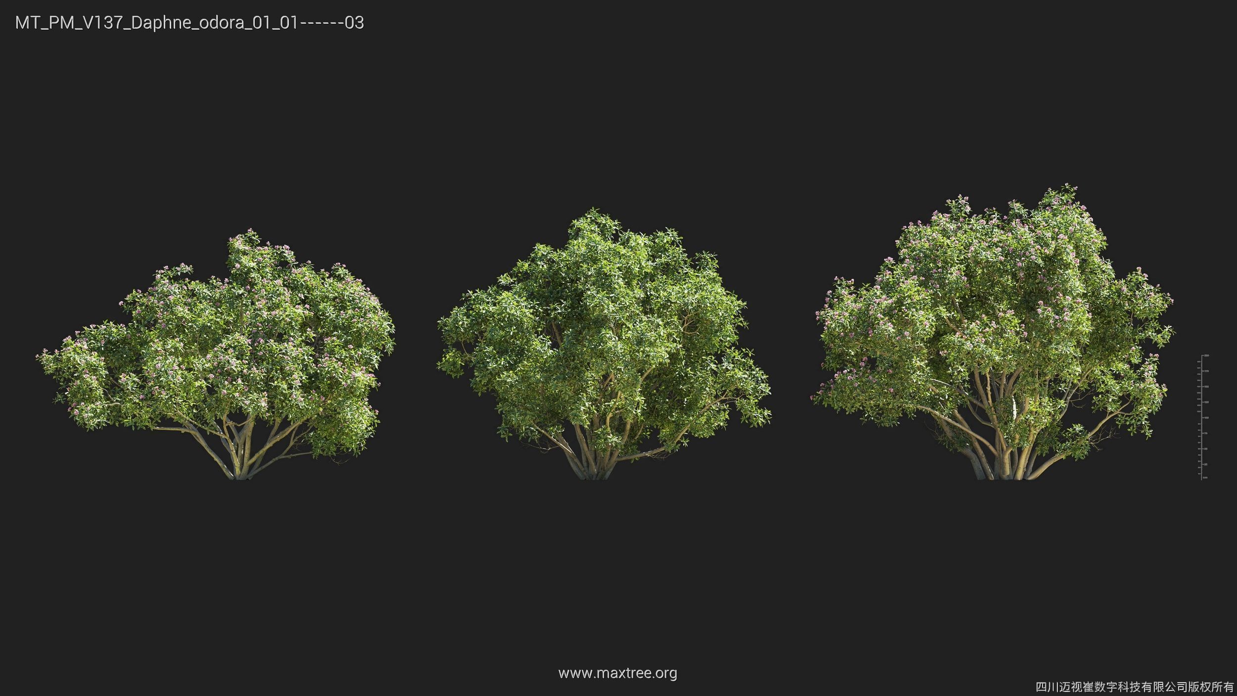 Maxtree Plant Models Vol 137 - Mesh 3D model_8