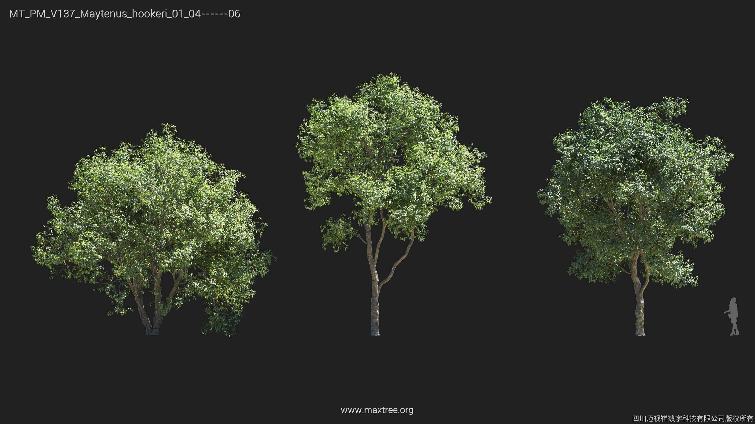Maxtree Plant Models Vol 137 - Mesh 3D model_17
