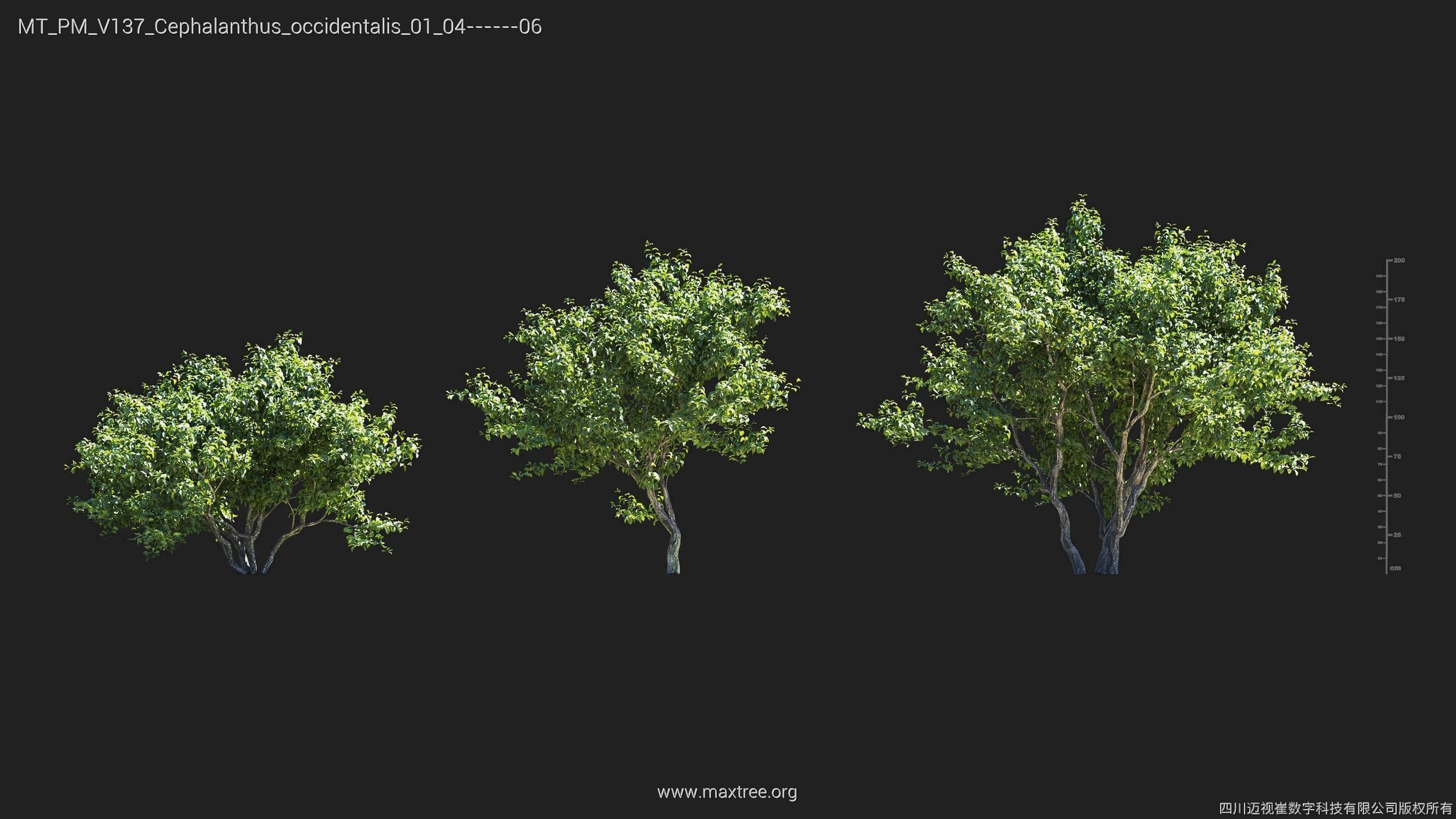 Maxtree Plant Models Vol 137 - Mesh 3D model_5