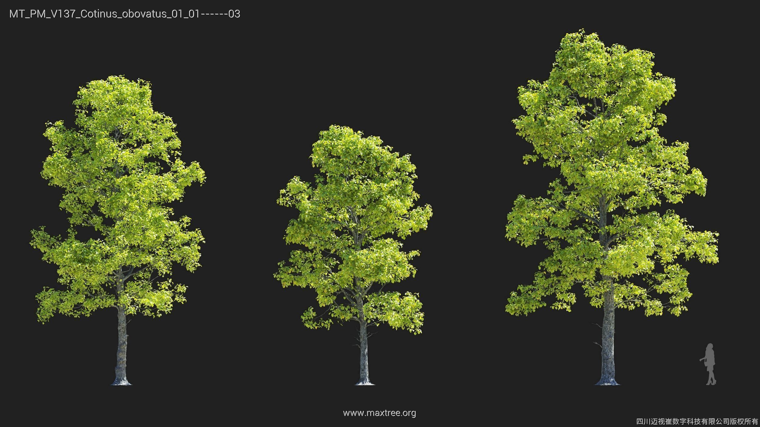 Maxtree Plant Models Vol 137 - Mesh 3D model_6
