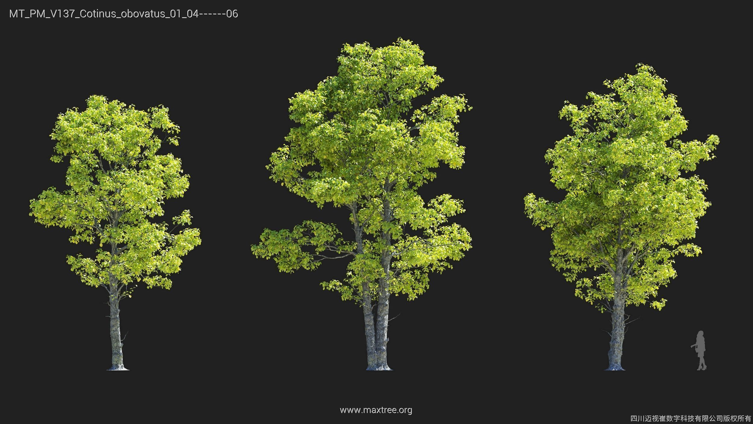 Maxtree Plant Models Vol 137 - Mesh 3D model_7