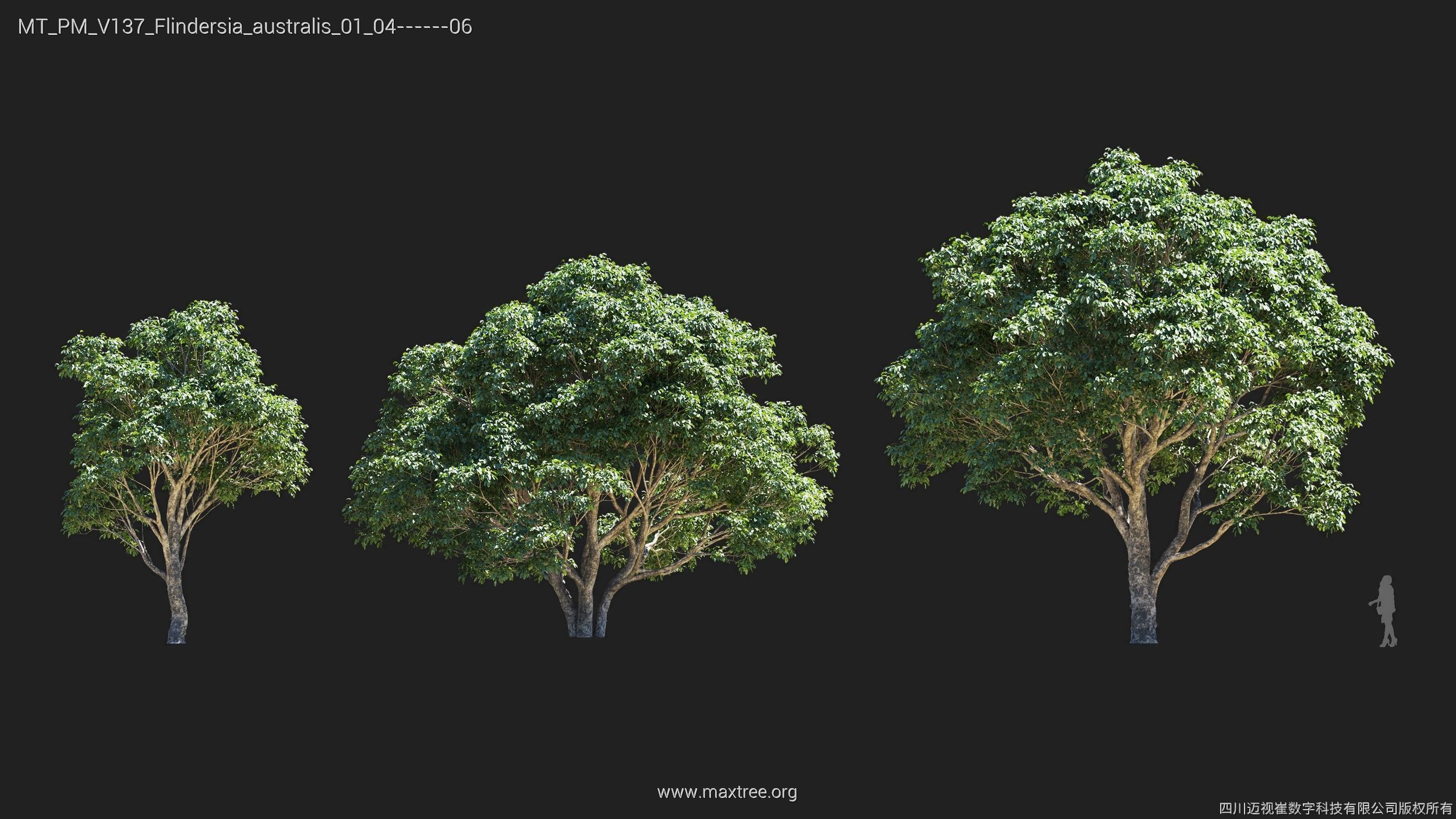 Maxtree Plant Models Vol 137 - Mesh 3D model_11