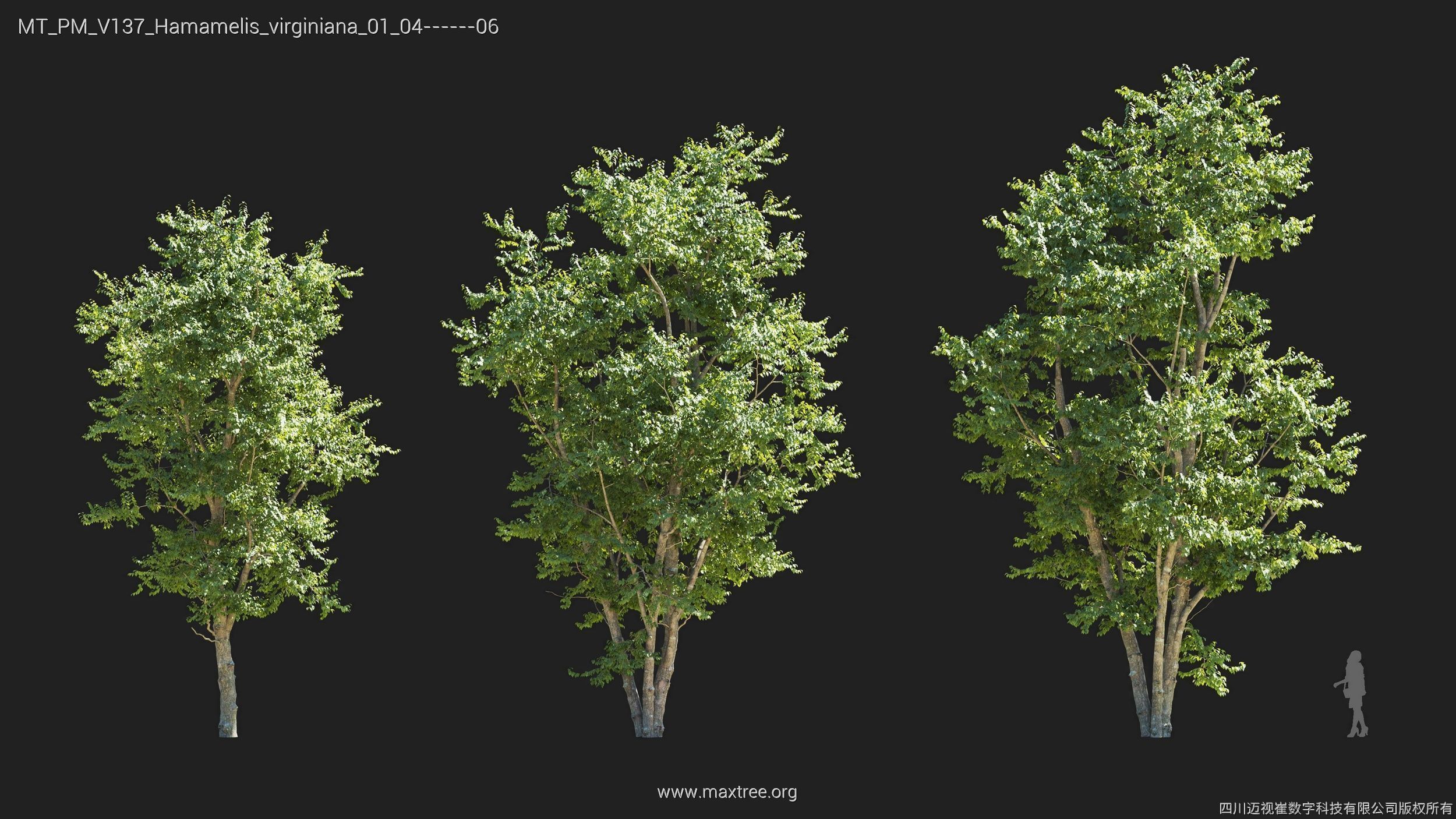 Maxtree Plant Models Vol 137 - Mesh 3D model_15