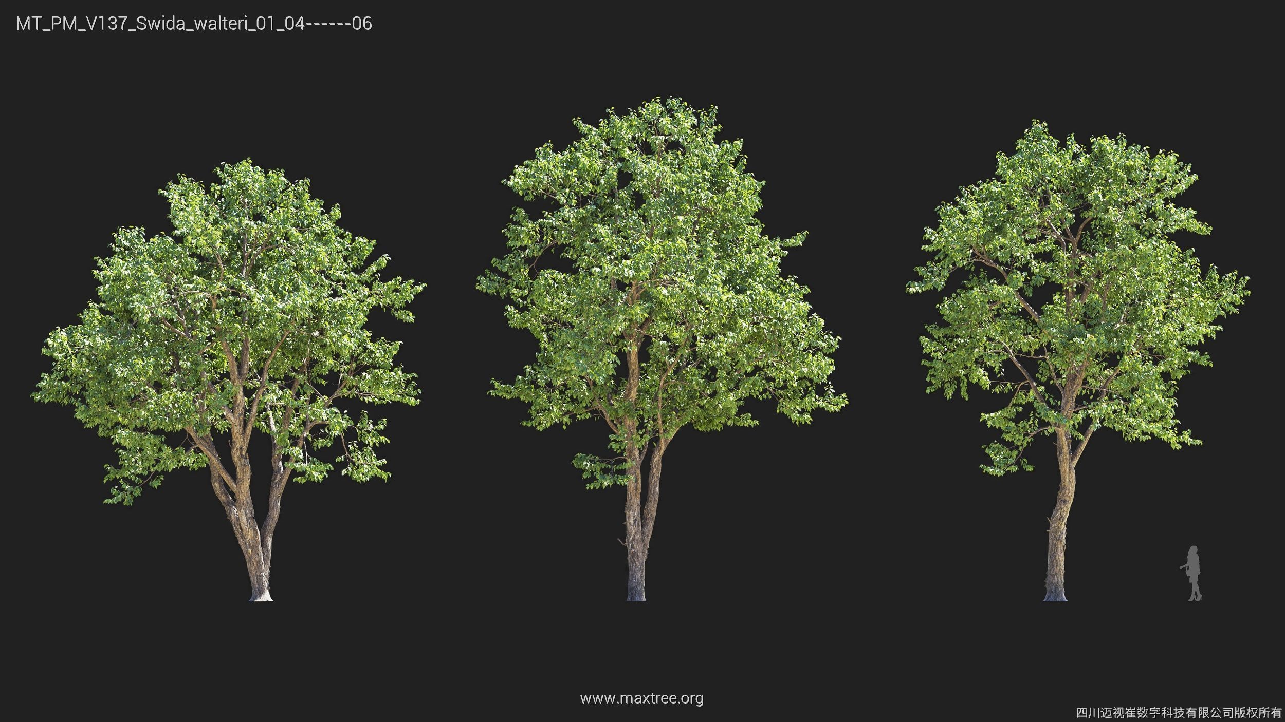 Maxtree Plant Models Vol 137 - Mesh 3D model_27