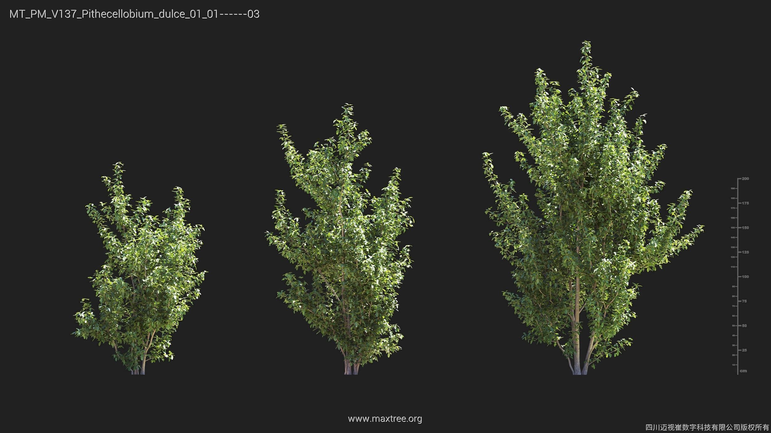 Maxtree Plant Models Vol 137 - Mesh 3D model_20