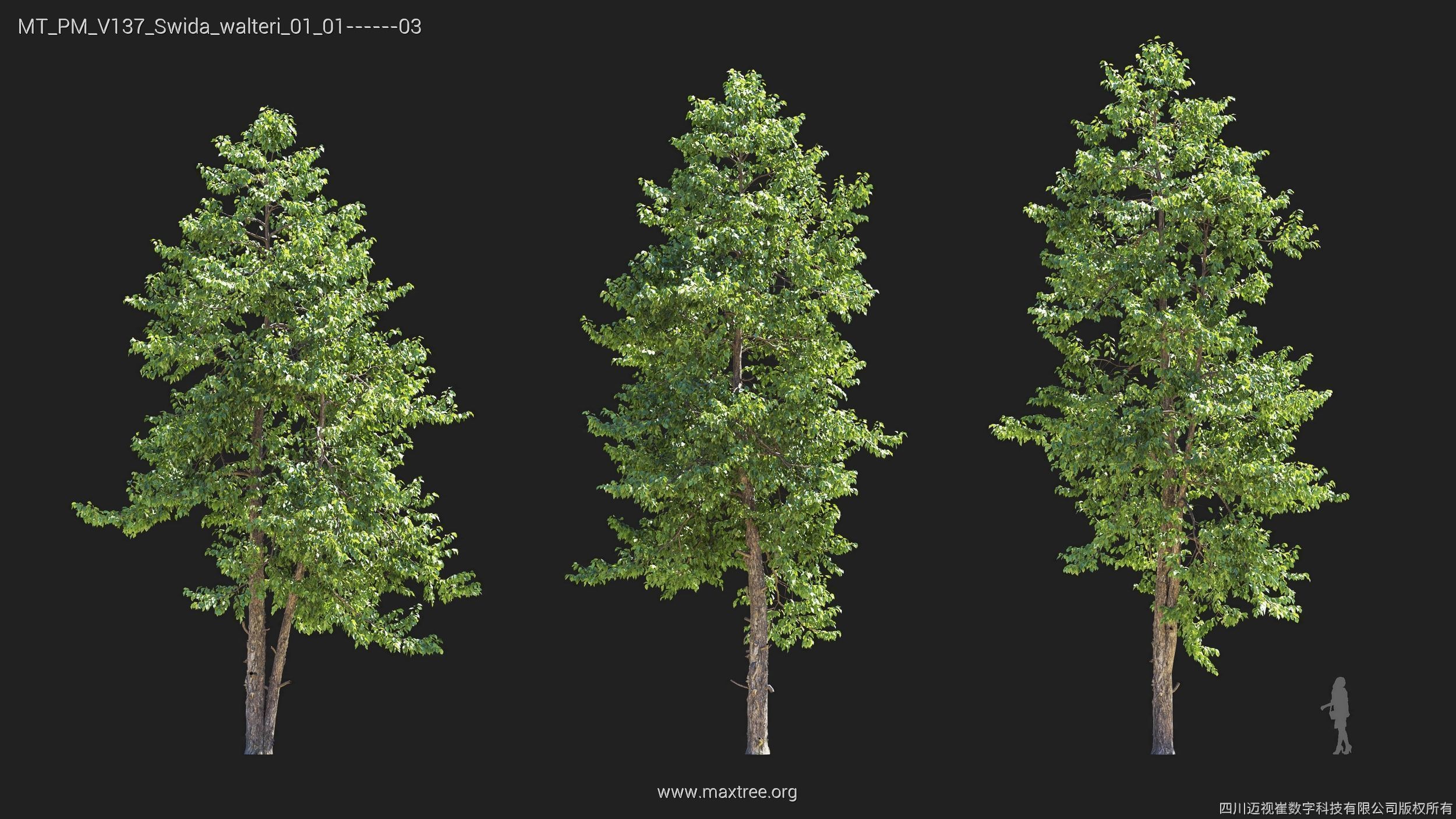 Maxtree Plant Models Vol 137 - Mesh 3D model_26