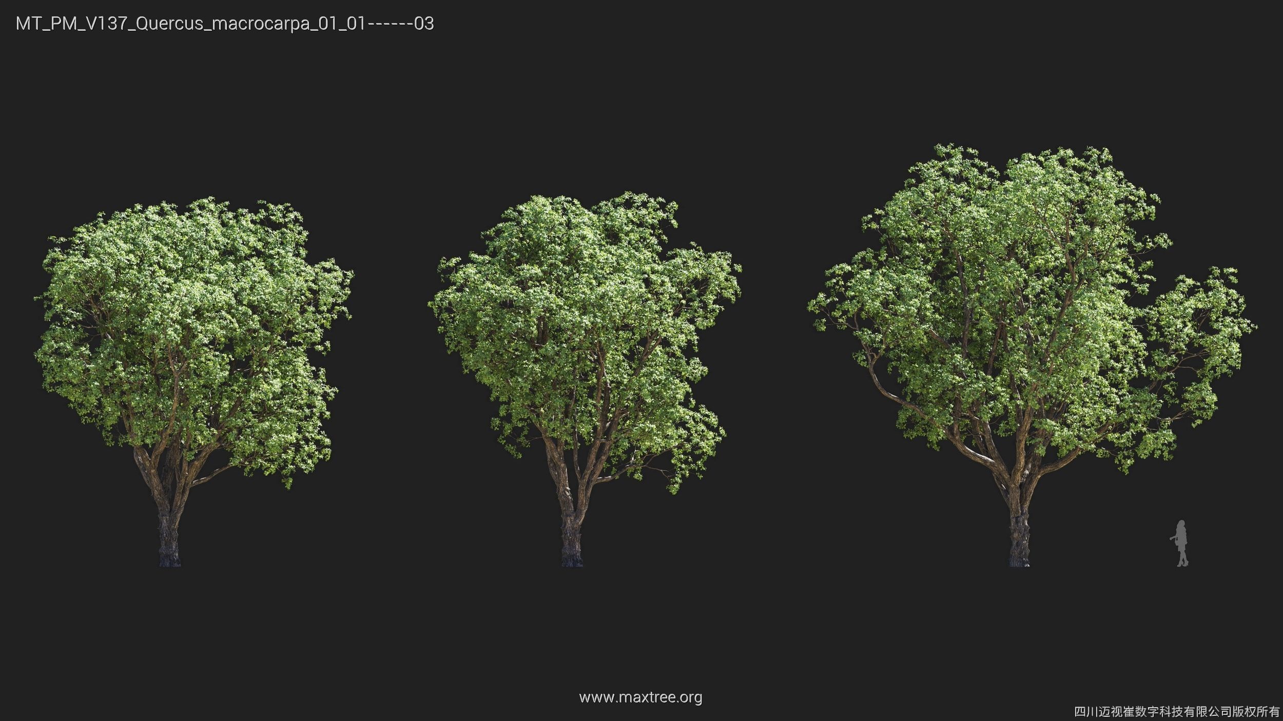 Maxtree Plant Models Vol 137 - Mesh 3D model_24