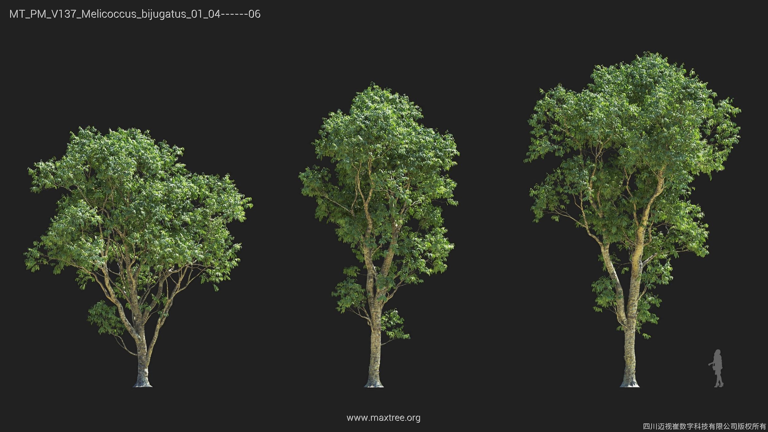 Maxtree Plant Models Vol 137 - Mesh 3D model_19