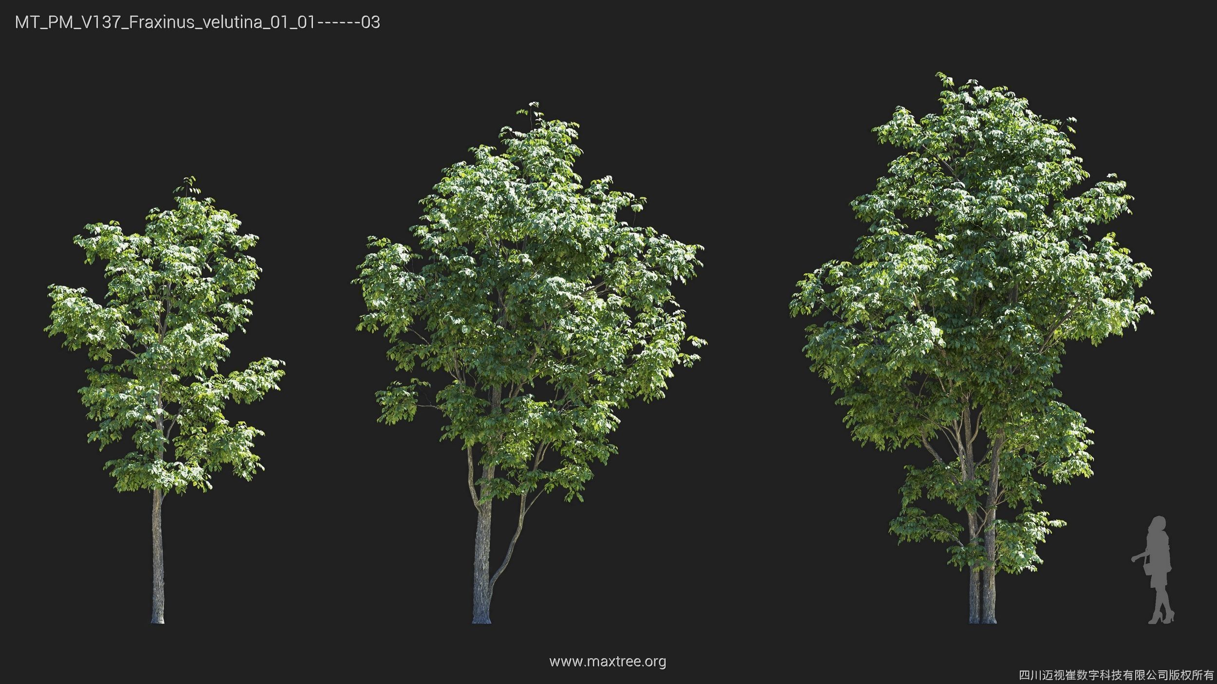 Maxtree Plant Models Vol 137 - Mesh 3D model_12