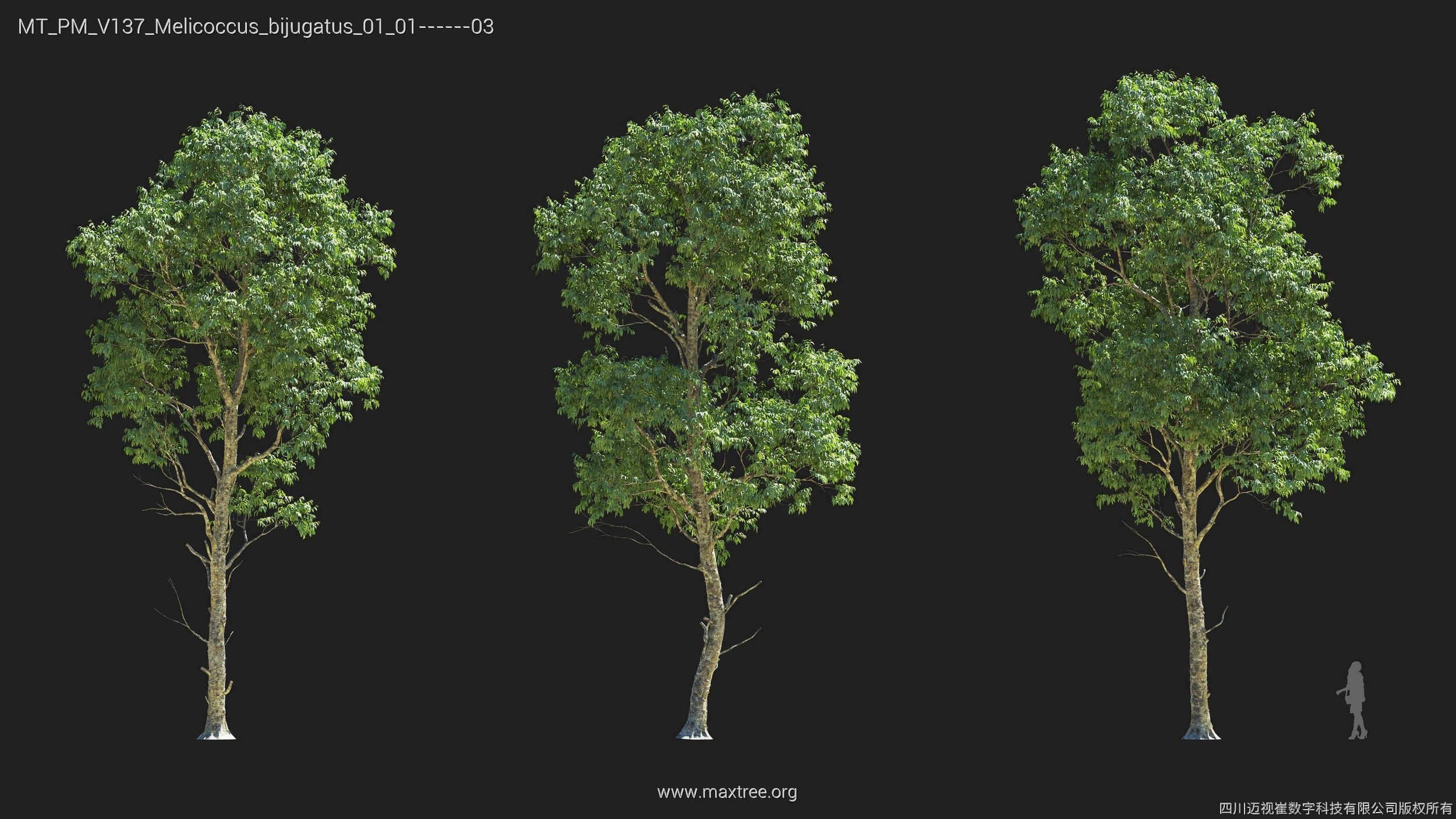 Maxtree Plant Models Vol 137 - Mesh 3D model_18