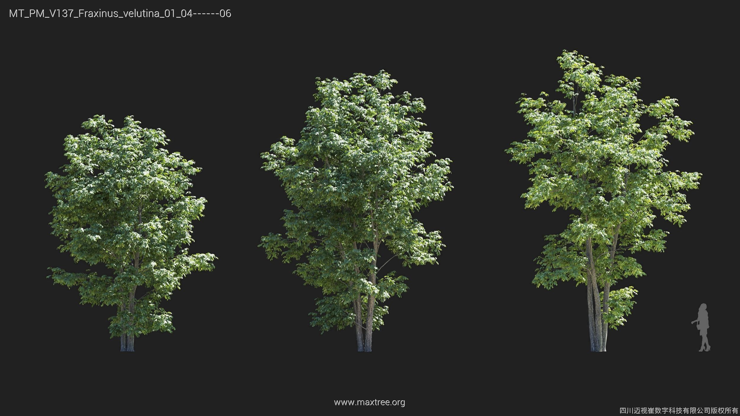 Maxtree Plant Models Vol 137 - Mesh 3D model_13