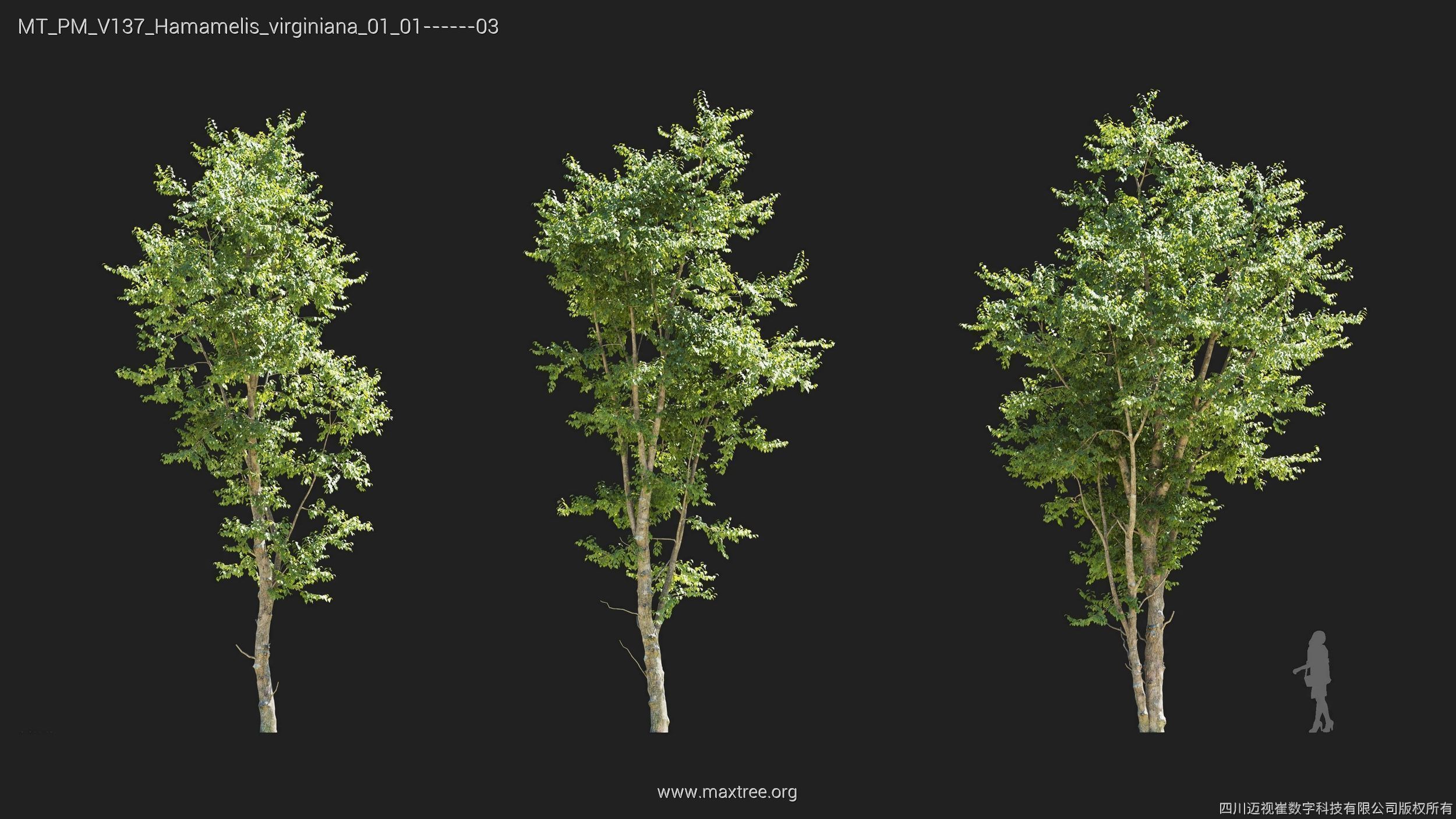 Maxtree Plant Models Vol 137 - Mesh 3D model_14