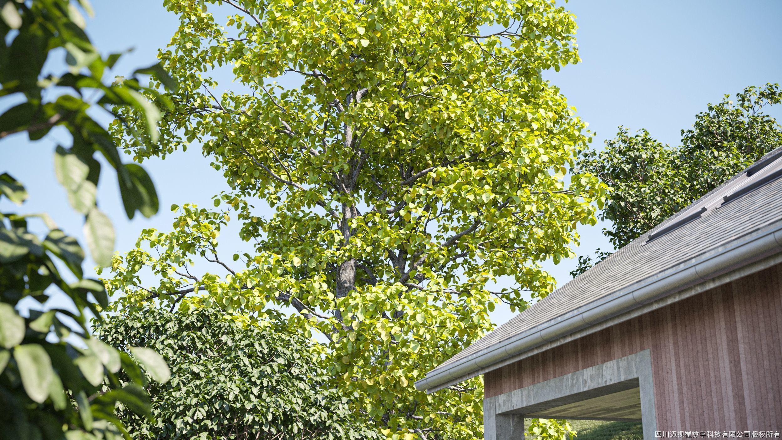 Maxtree Plant Models Vol 137 - Mesh 3D model_3