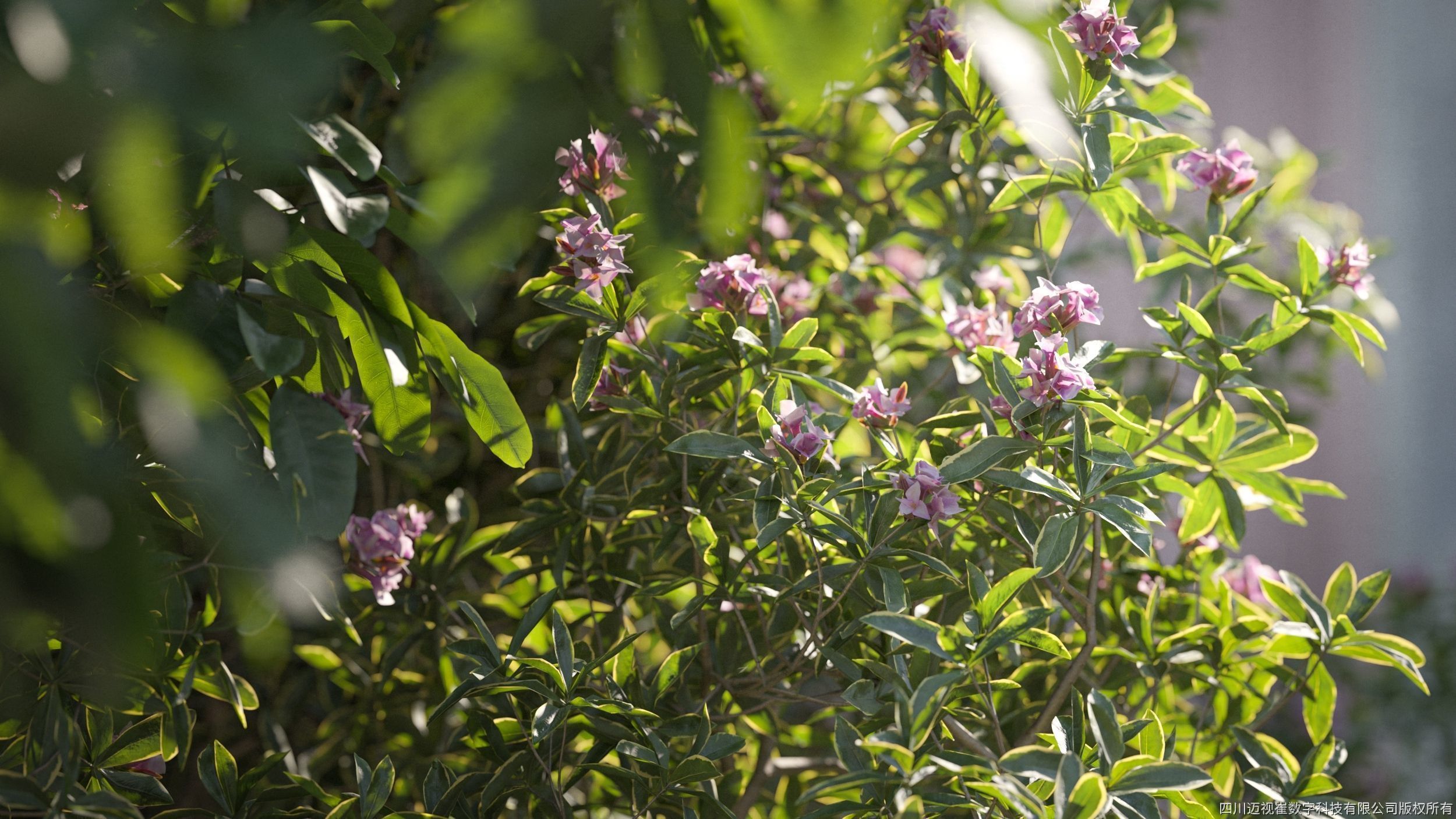 Maxtree Plant Models Vol 137 - Mesh 3D model_1