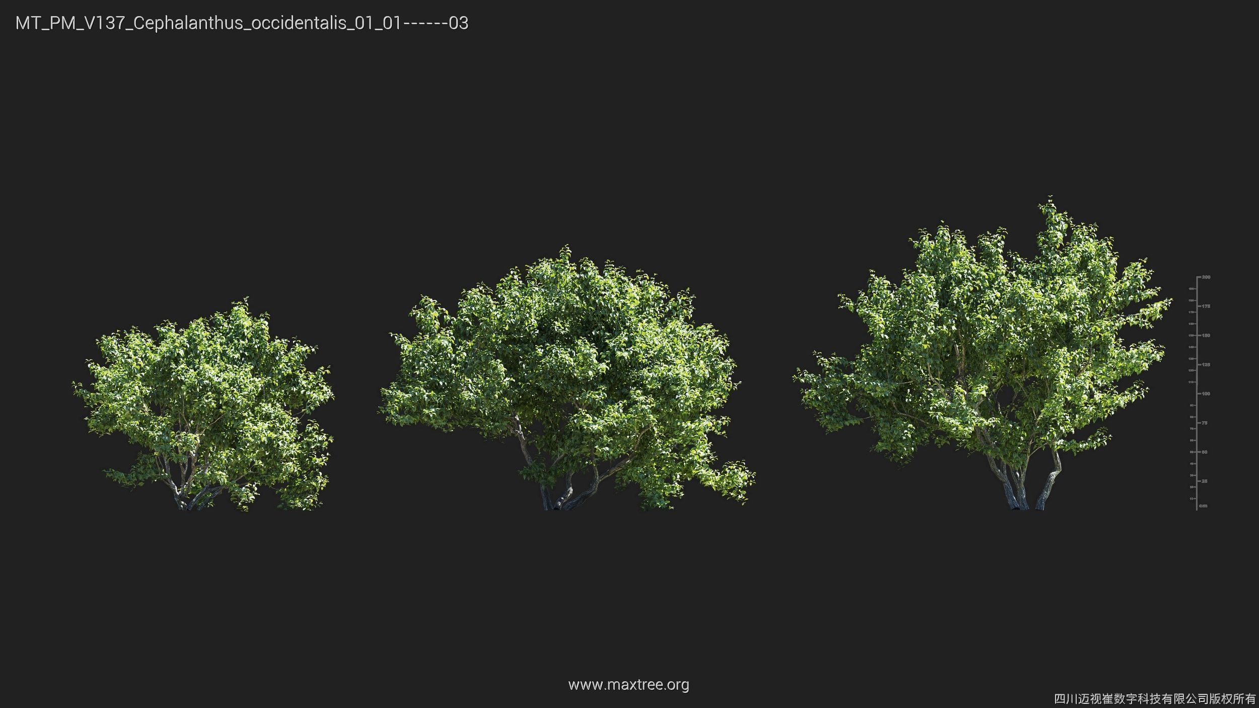 Maxtree Plant Models Vol 137 - Mesh 3D model_4
