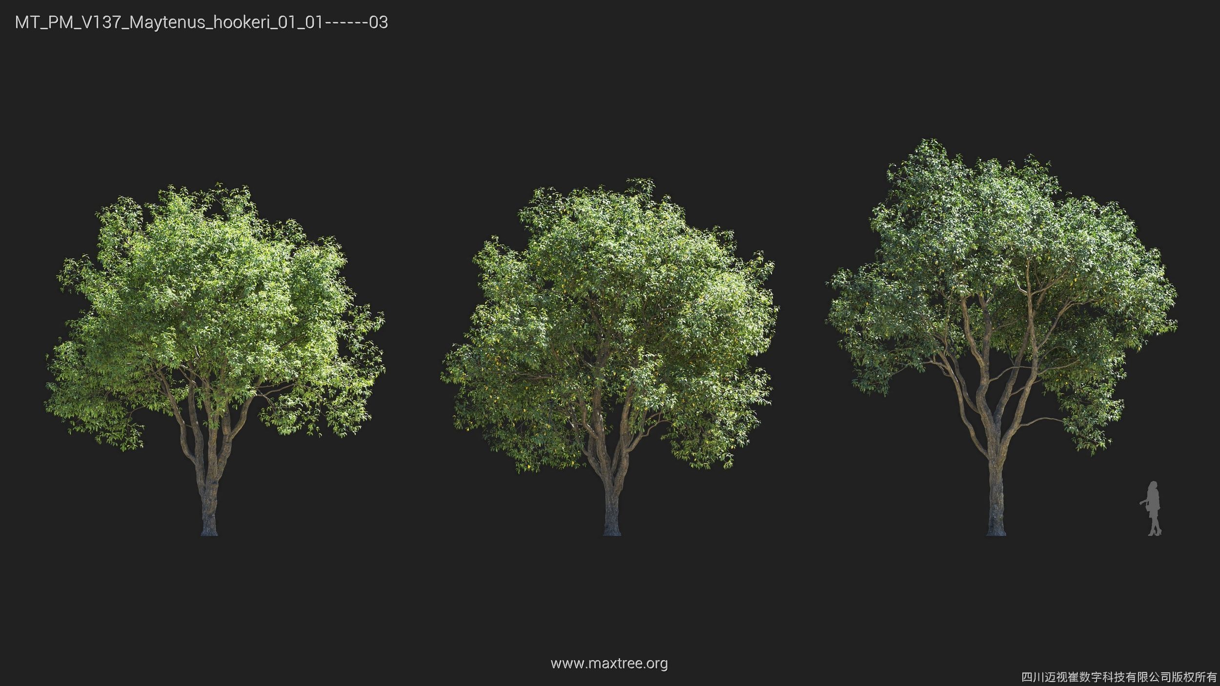 Maxtree Plant Models Vol 137 - Mesh 3D model_16
